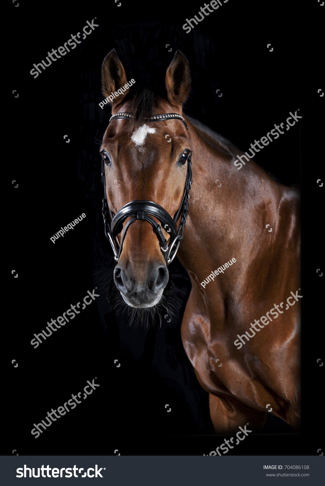 Brown Horse Head Bridle Against Black Stock Photo 704086108 Shutterstock