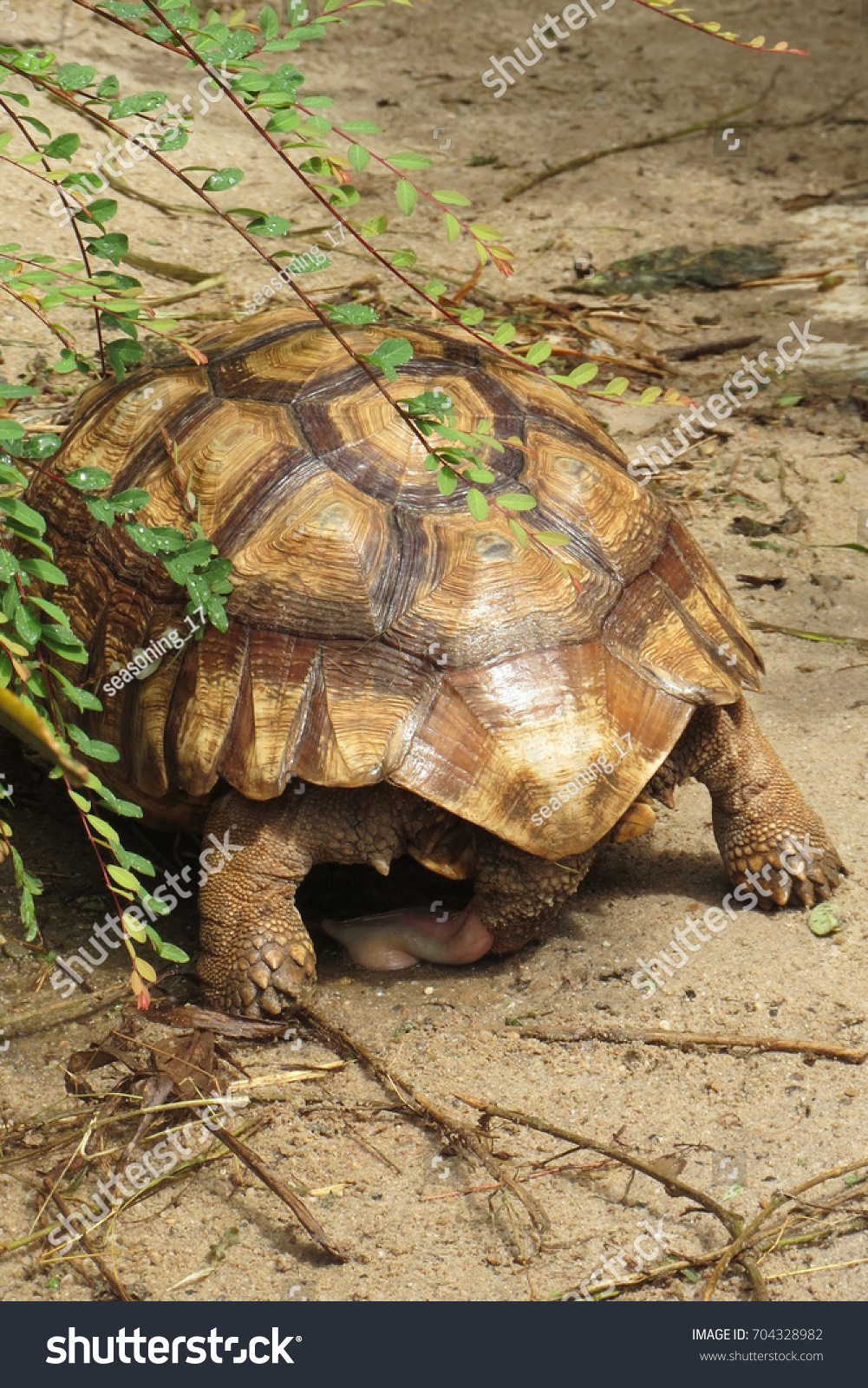 Male Tortoise Reproductive Organs Male Tortoise Stock Photo 704328982