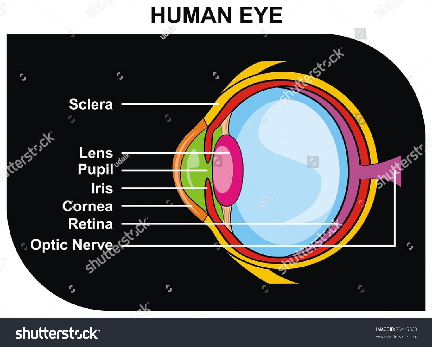 Vektor Stok Vector Human Eye Cross Section Including Tanpa Royalti 70445503 Shutterstock