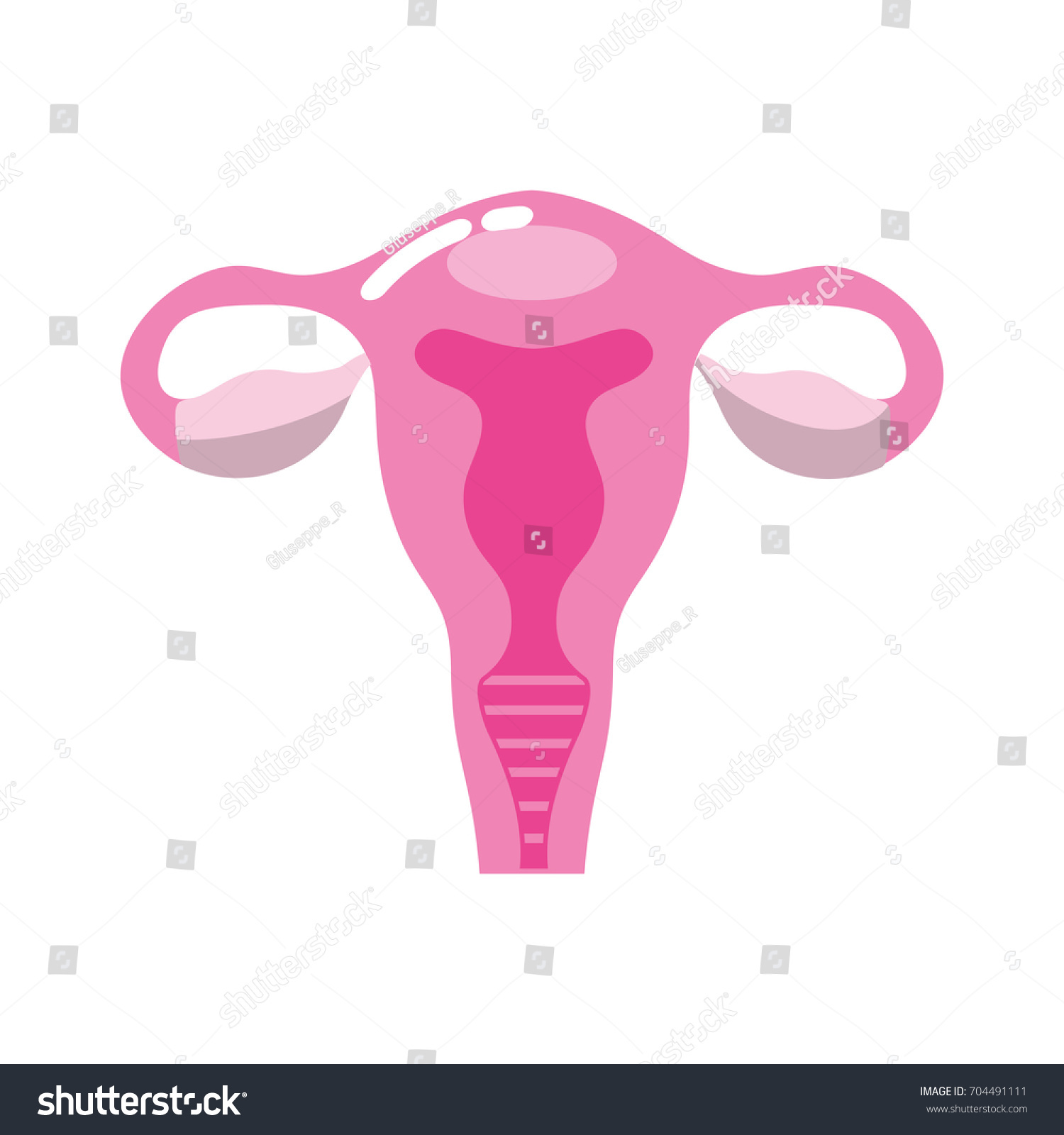 Fallopian Tubes Uterus Human Anatomy Stock Vector (Royalty Free ...