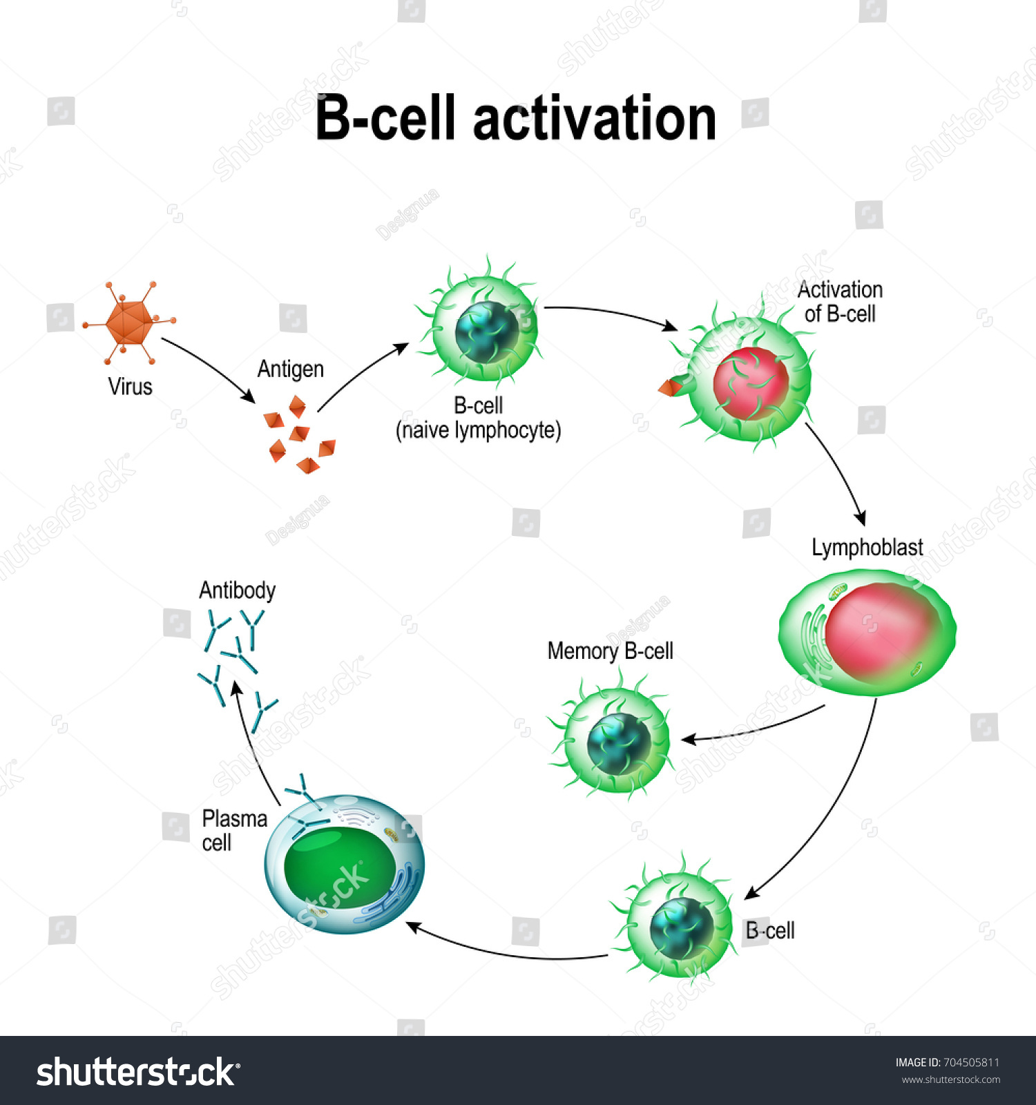 Activation Bcell Leukocytes Lymphoblast Activation Memory Stock Vector Royalty Free 704505811