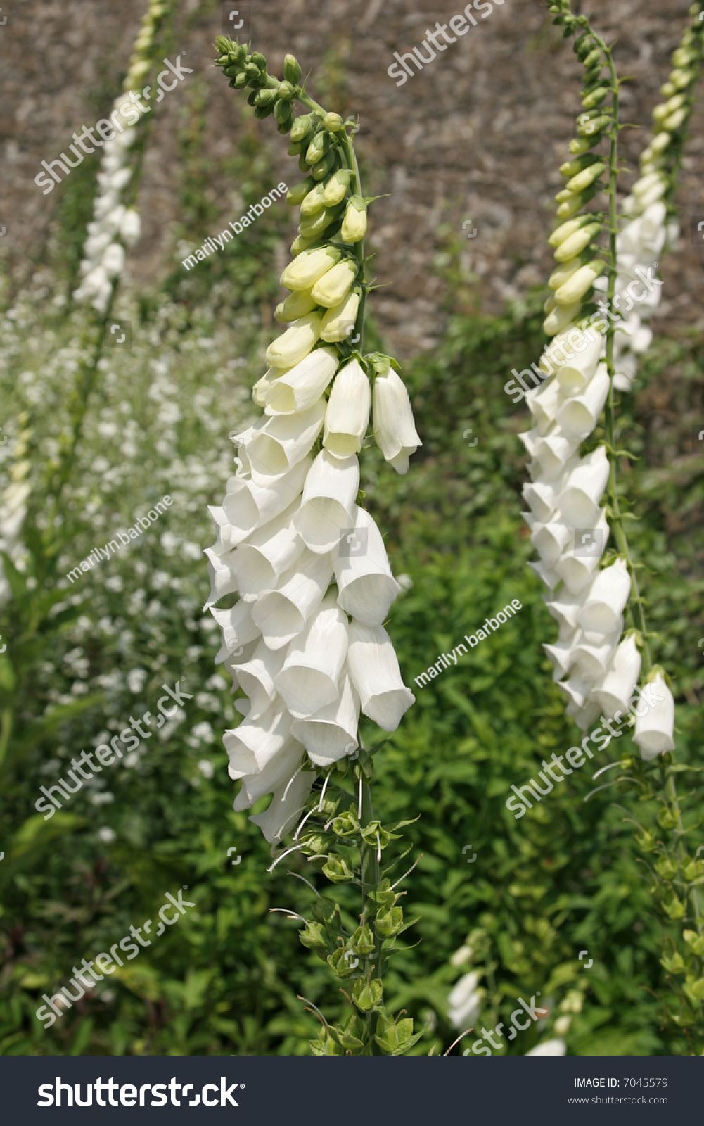 rare foxgloves