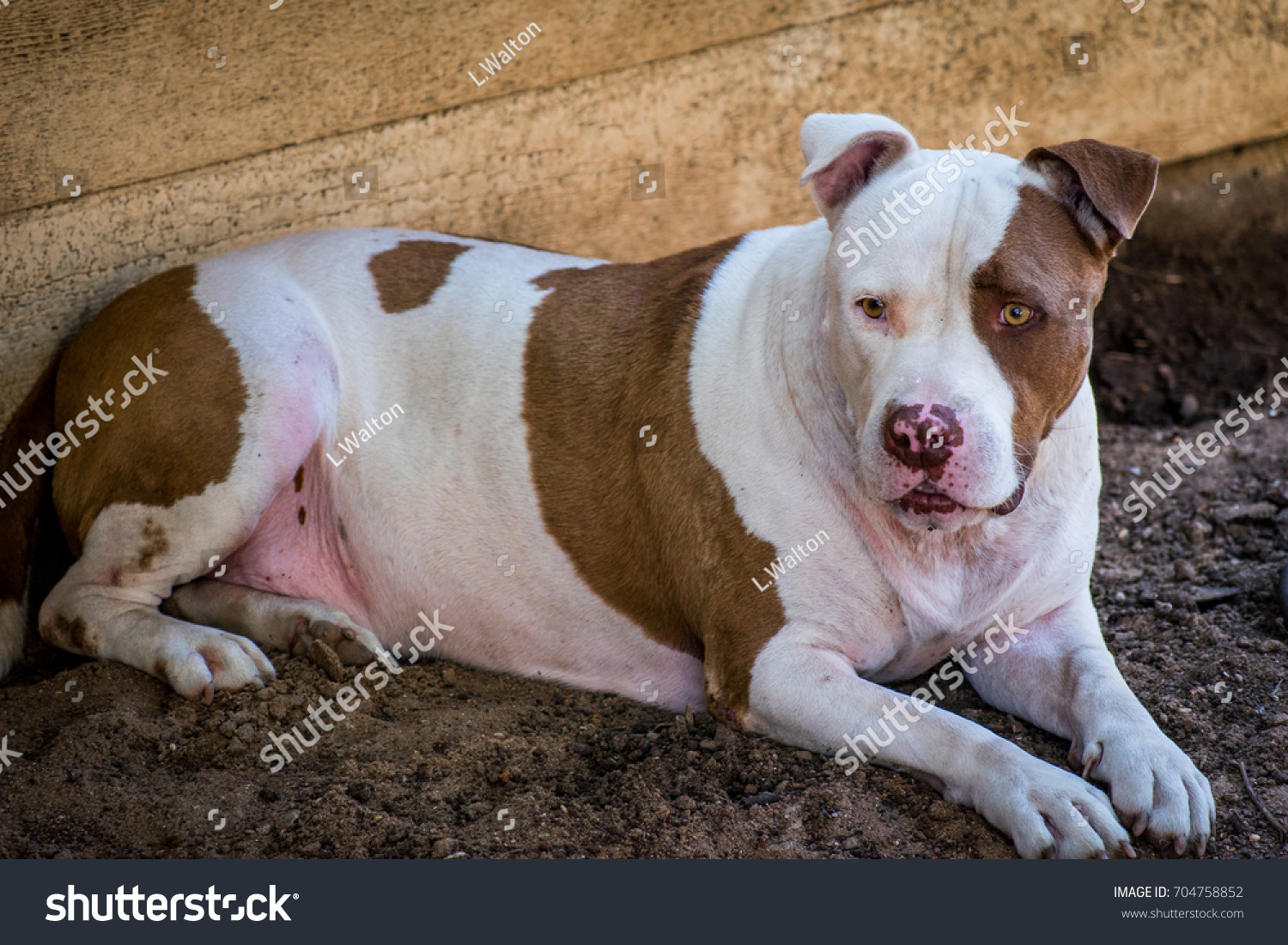 which dog breeds have golden eyes