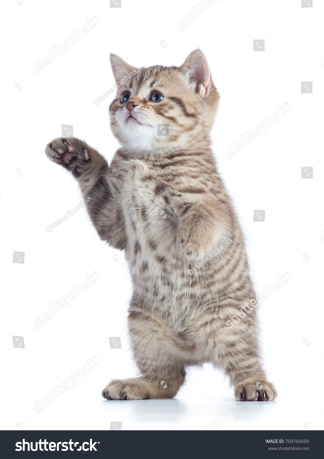 833,838 Domestic white kitten Images, Stock Photos & Vectors | Shutterstock