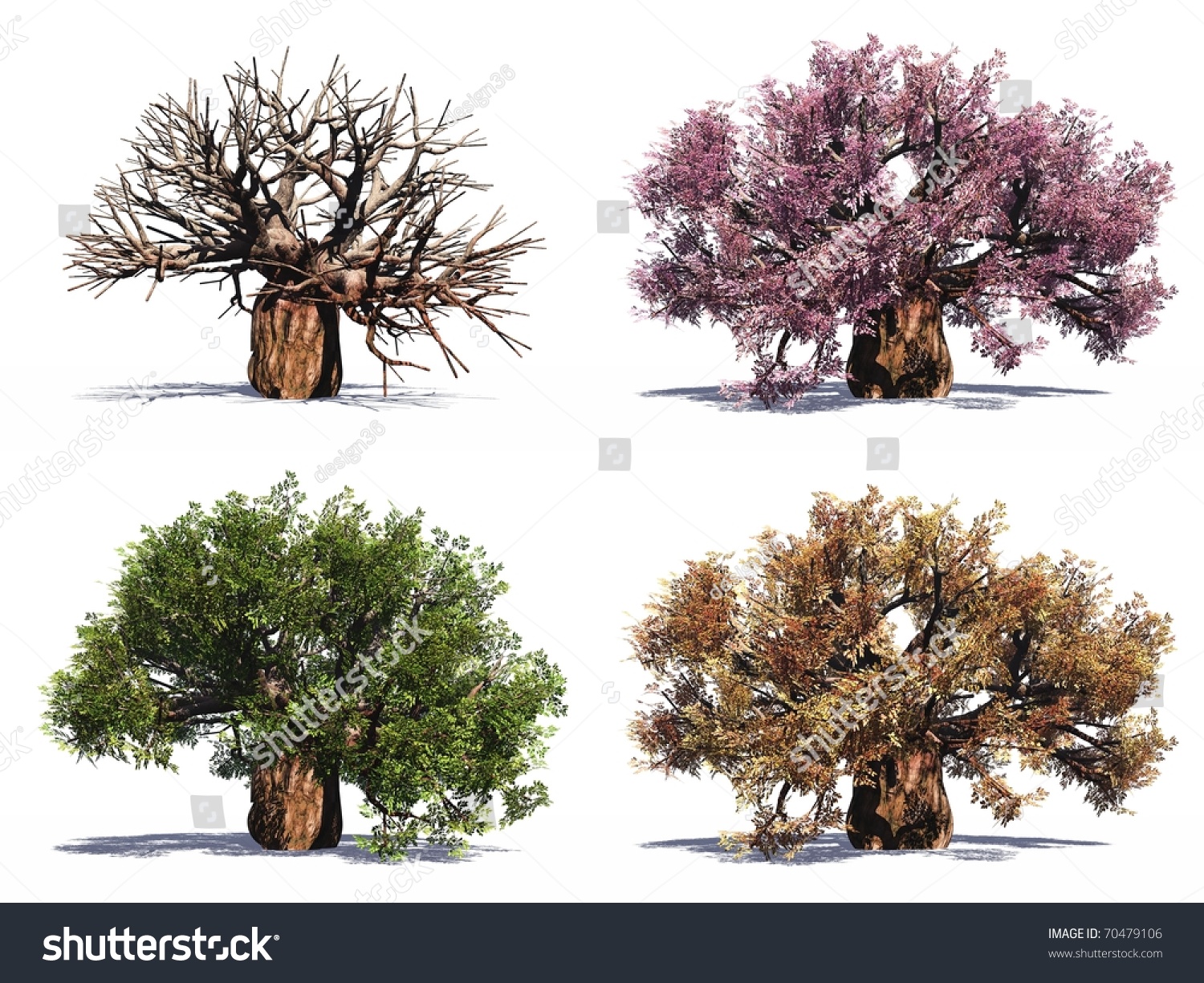 High Resolution Old Baobab Trees Isolated Stock Illustration 70479106   Stock Photo High Resolution Old Baobab Trees Isolated On White In All Seasons 70479106 