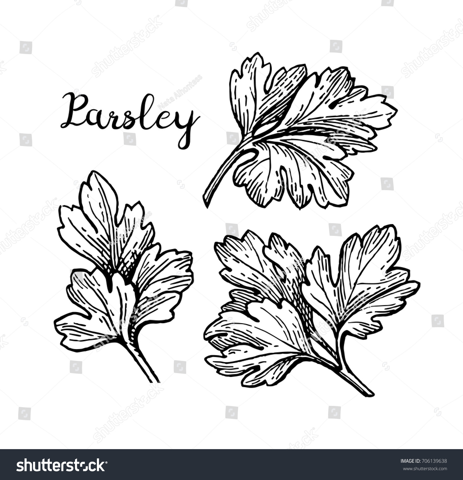 Parsley Ink Sketch Isolated On White Stock Vector (Royalty Free ...