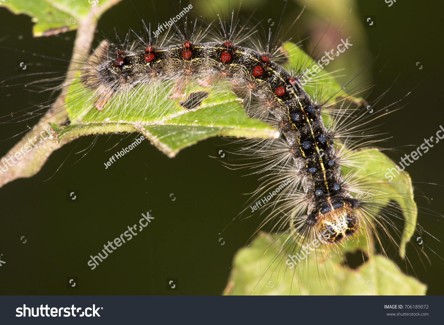 Gypsy Moth Caterpillar Lymantria Dispar Red Stock Photo 706189072