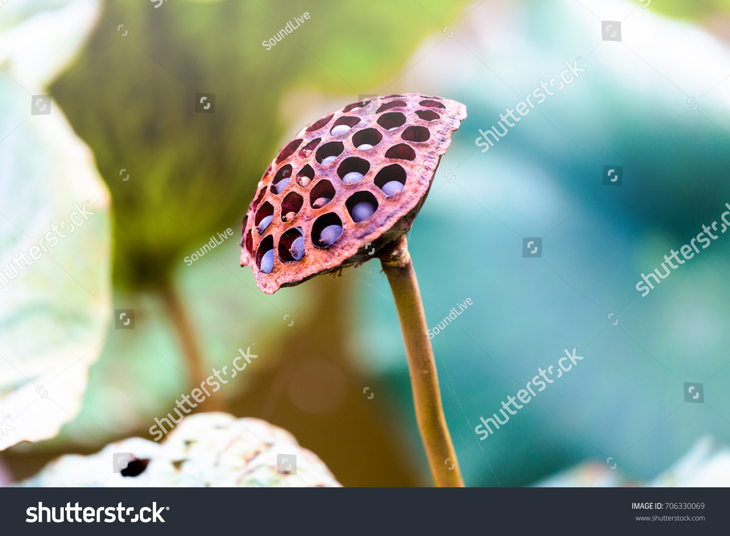 3,743 Seed Pod Lotus On Isolate Background Images, Stock Photos