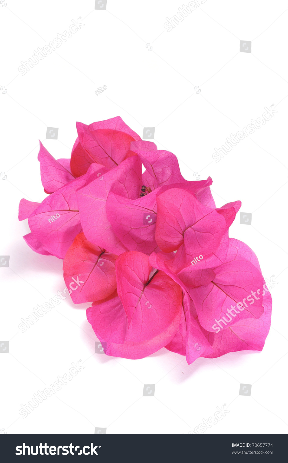 Bougainvillea Flowers On White Background Stock Photo 70657774 