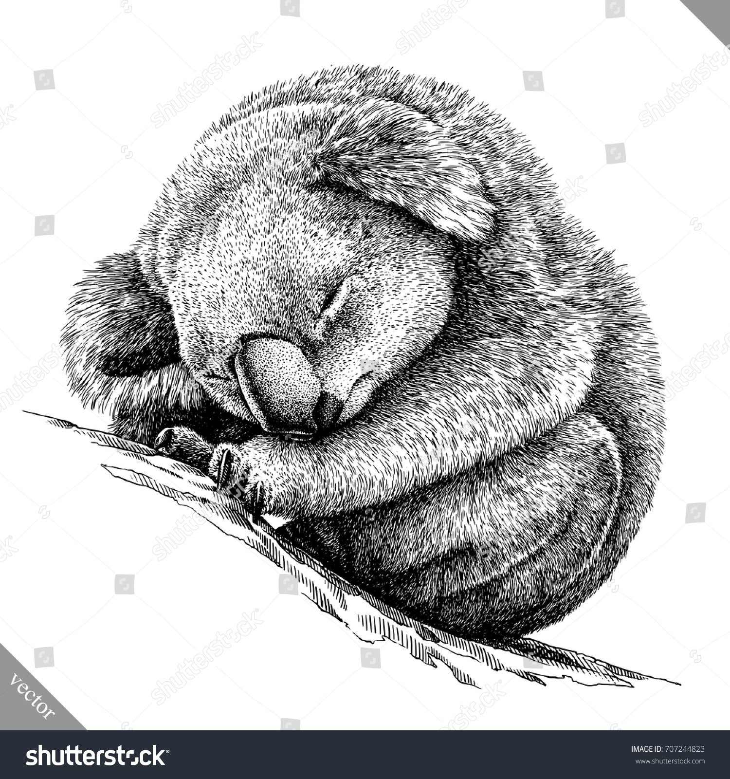 Black White Engrave Isolated Koala Vector Stock Vector (Royalty Free ...