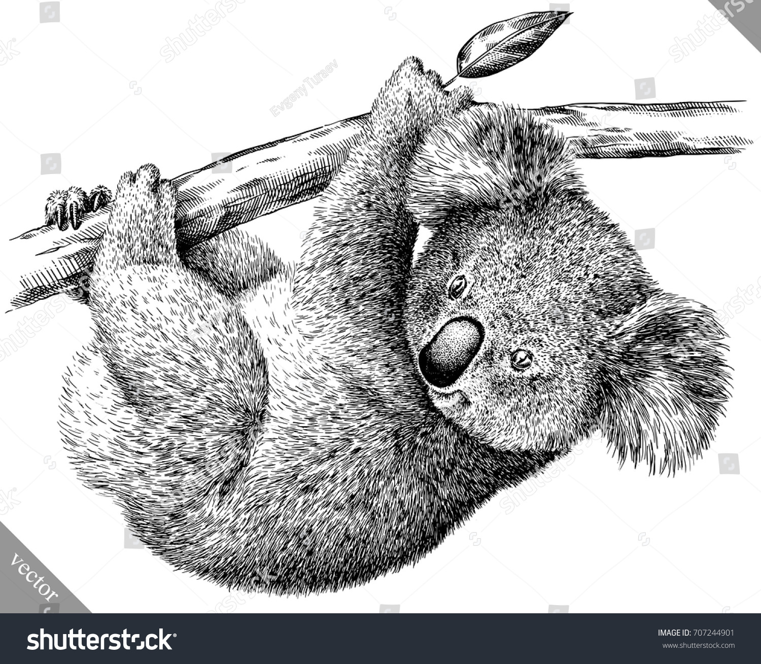 Koala черно белый