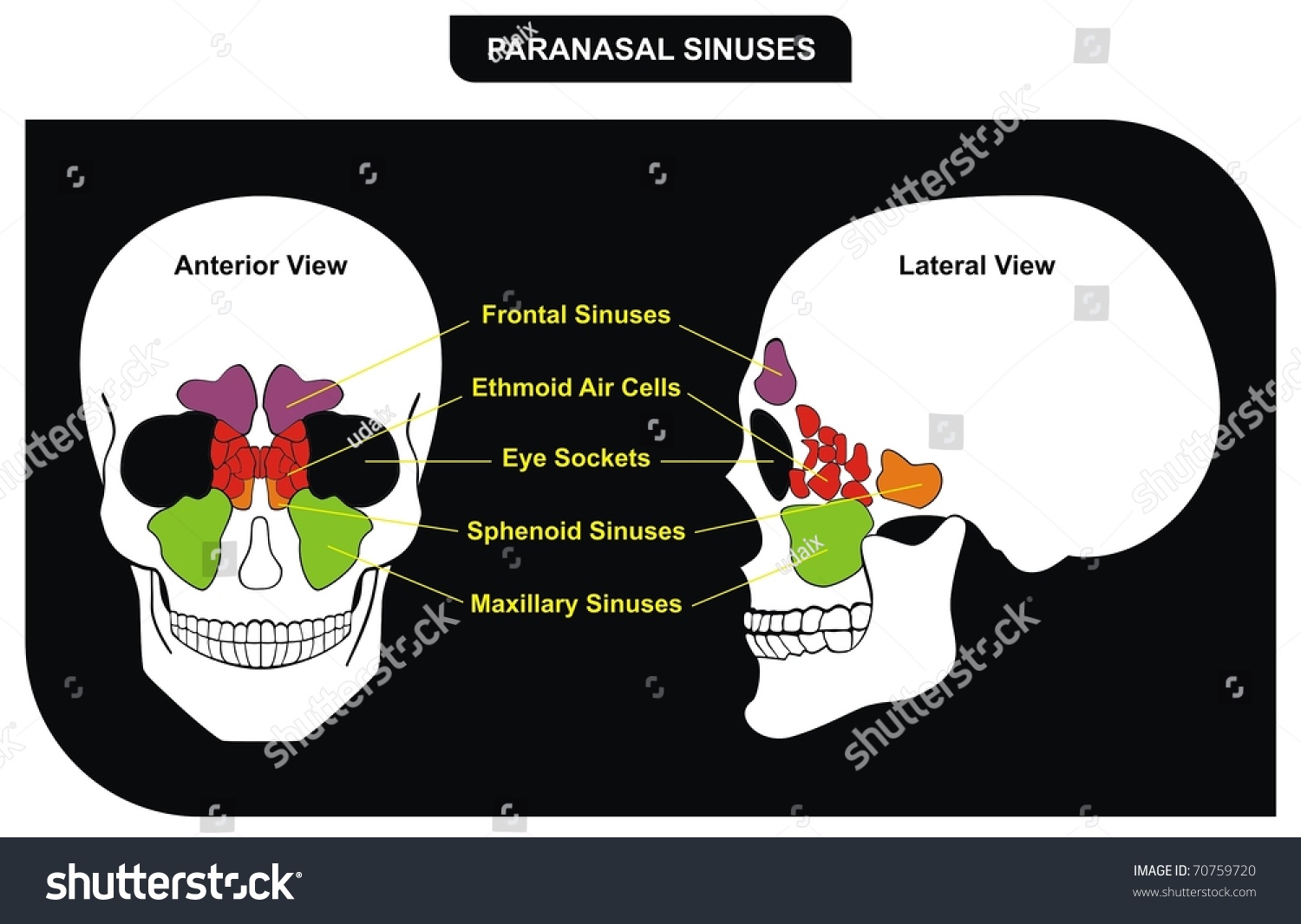 Vektor Stok Vector Paranasal Sinuses Parts Included Frontal Tanpa Royalti 70759720 Shutterstock 7416