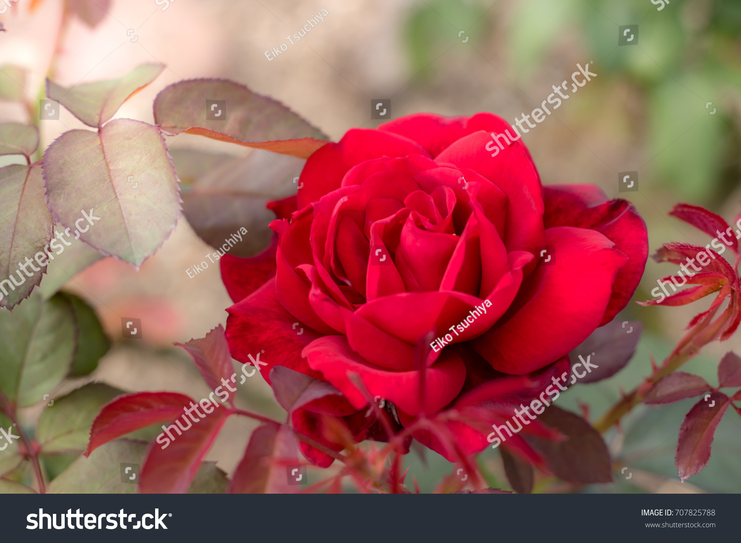 Samantha Hybrid Tea Rose Red Rose Stock Photo 707825788 | Shutterstock