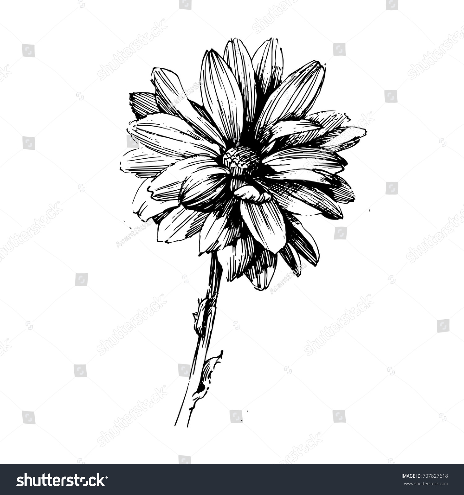 Chrysanthemum Ink Drawing Flower Vector Illustration Stock Vector ...