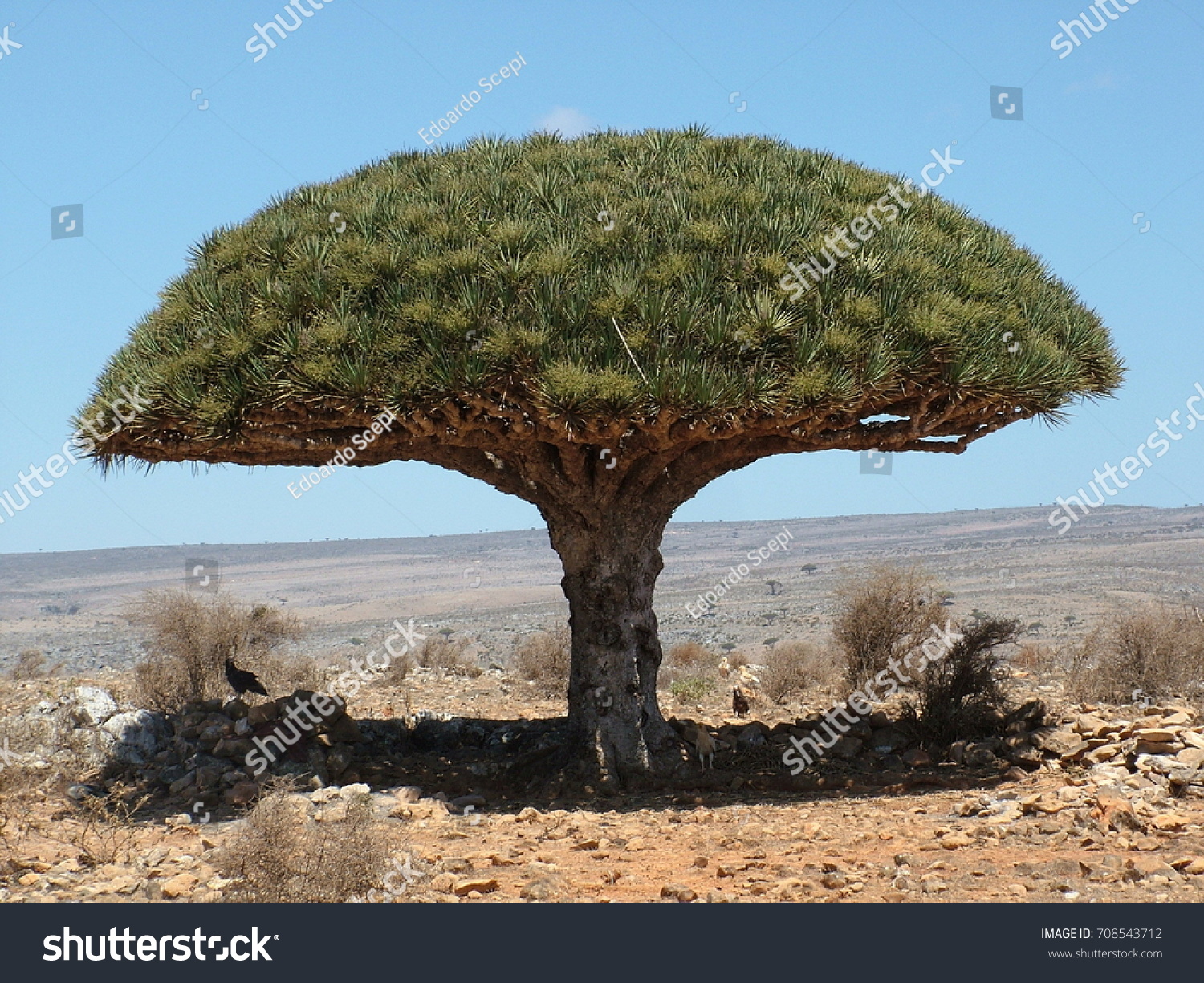Нубийское Драконово дерево