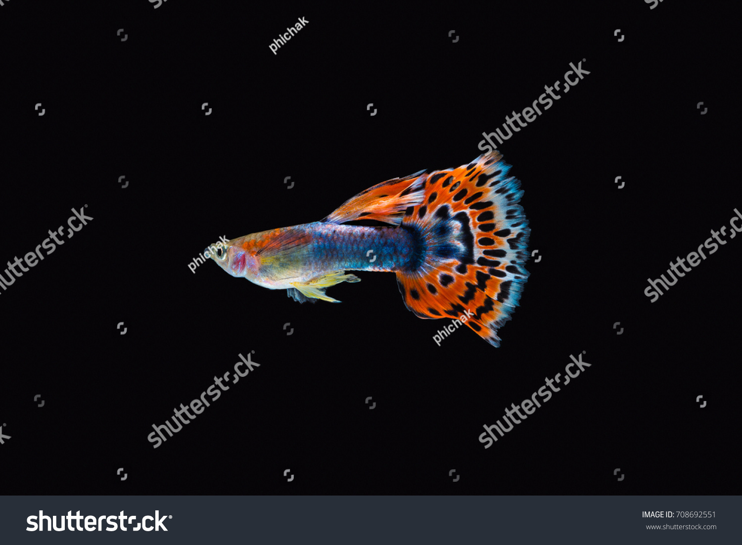 Colorful Male Guppy Isolated On Black Stock Photo 708692551 | Shutterstock