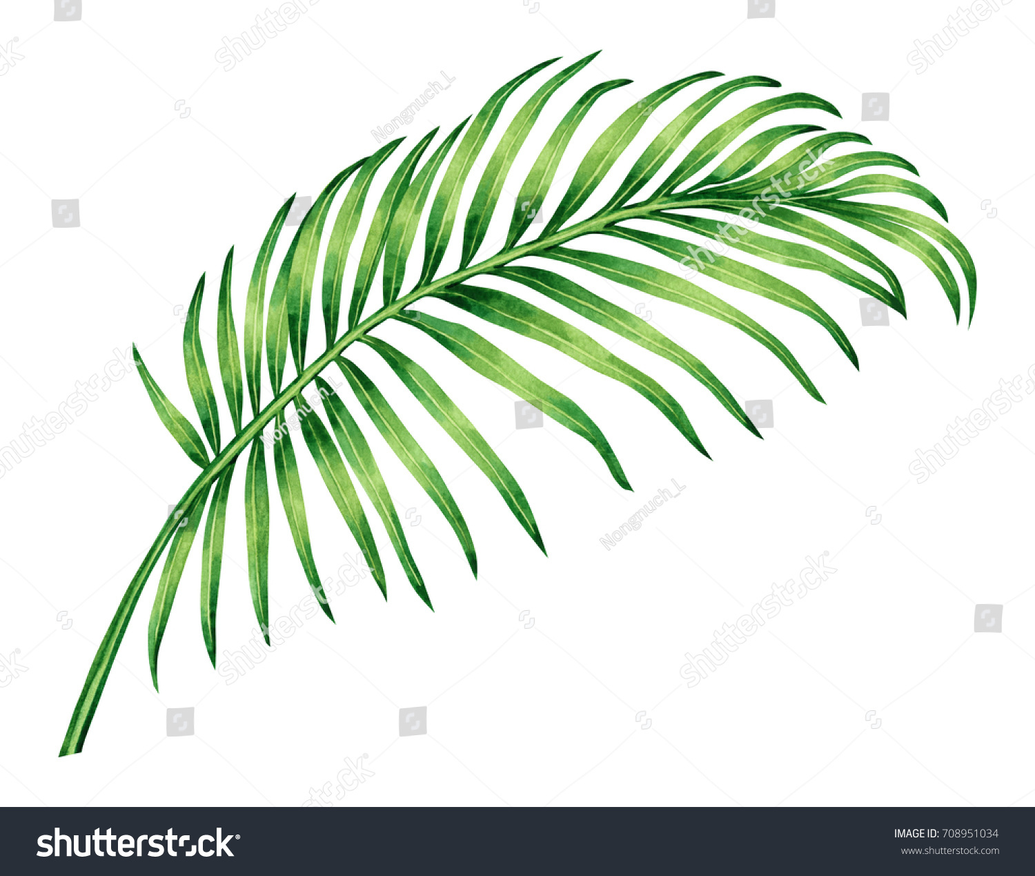 Как нарисовать листья пальмы