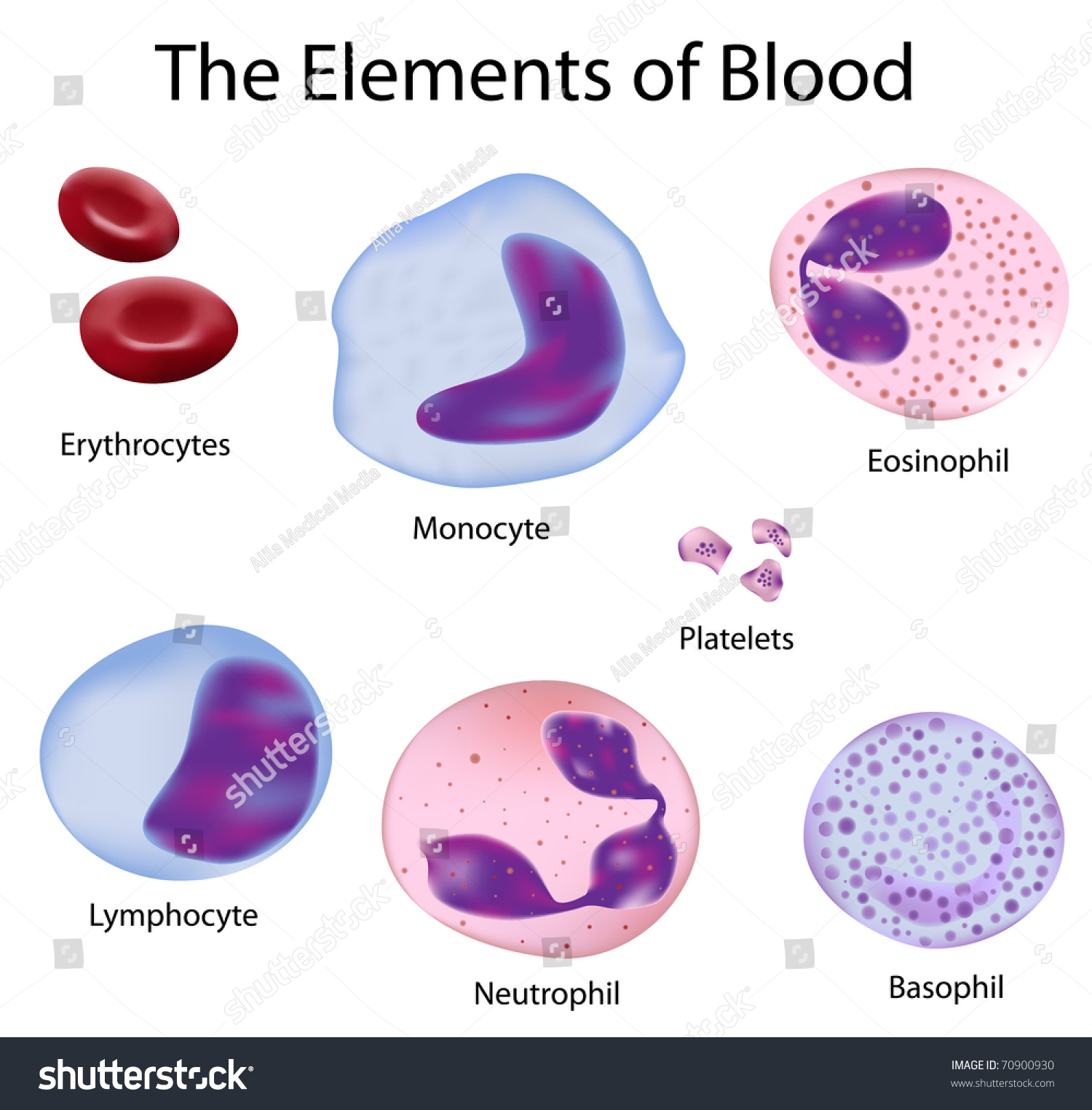 cellular-defenses-microbiology