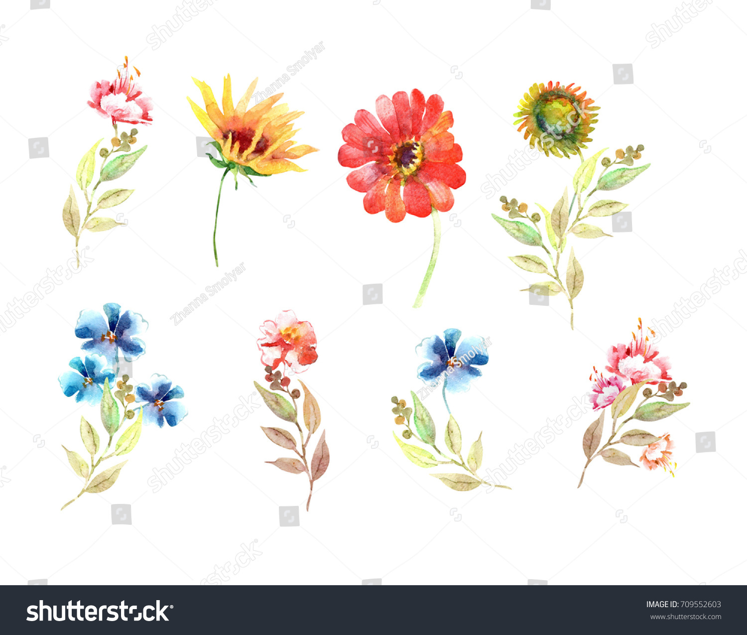 Set Beautiful Meadow Flowers Watercolor Hand Stock Illustration 