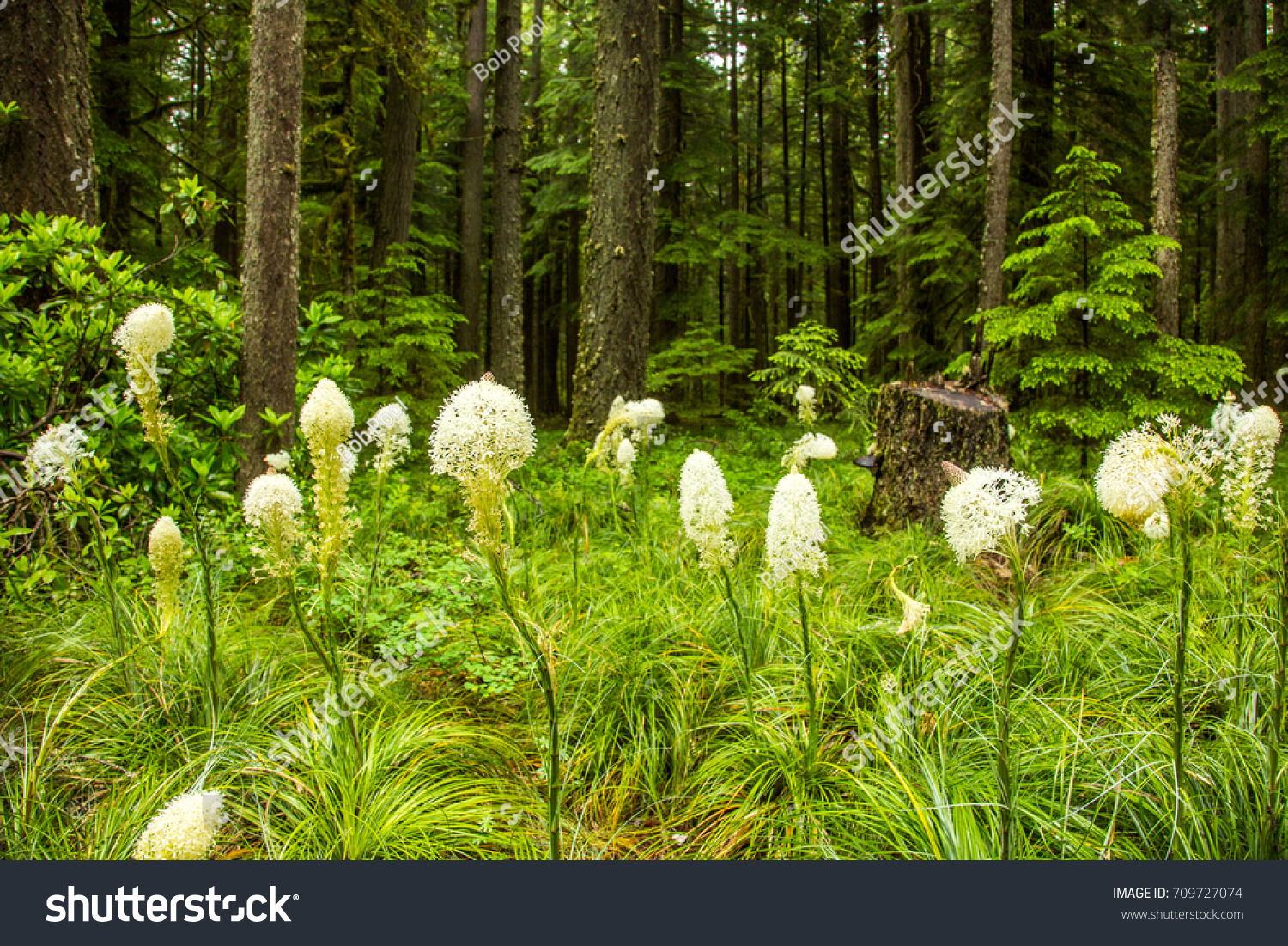 north american forest plants