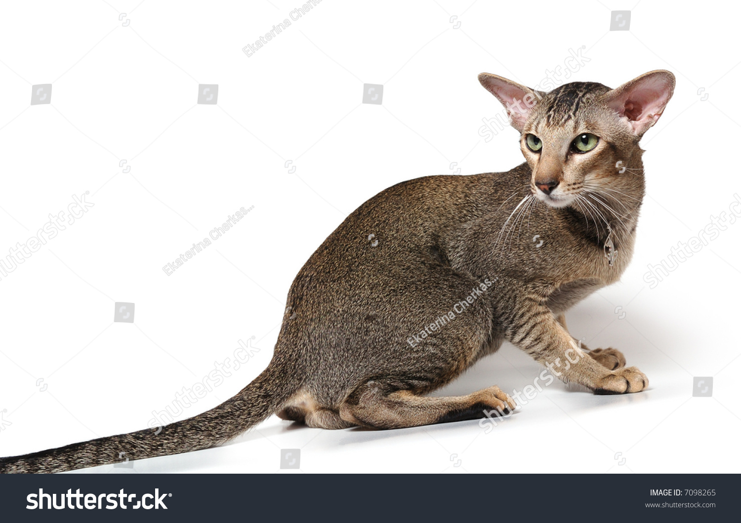 Ориентальная Восточная короткошерстная кошка