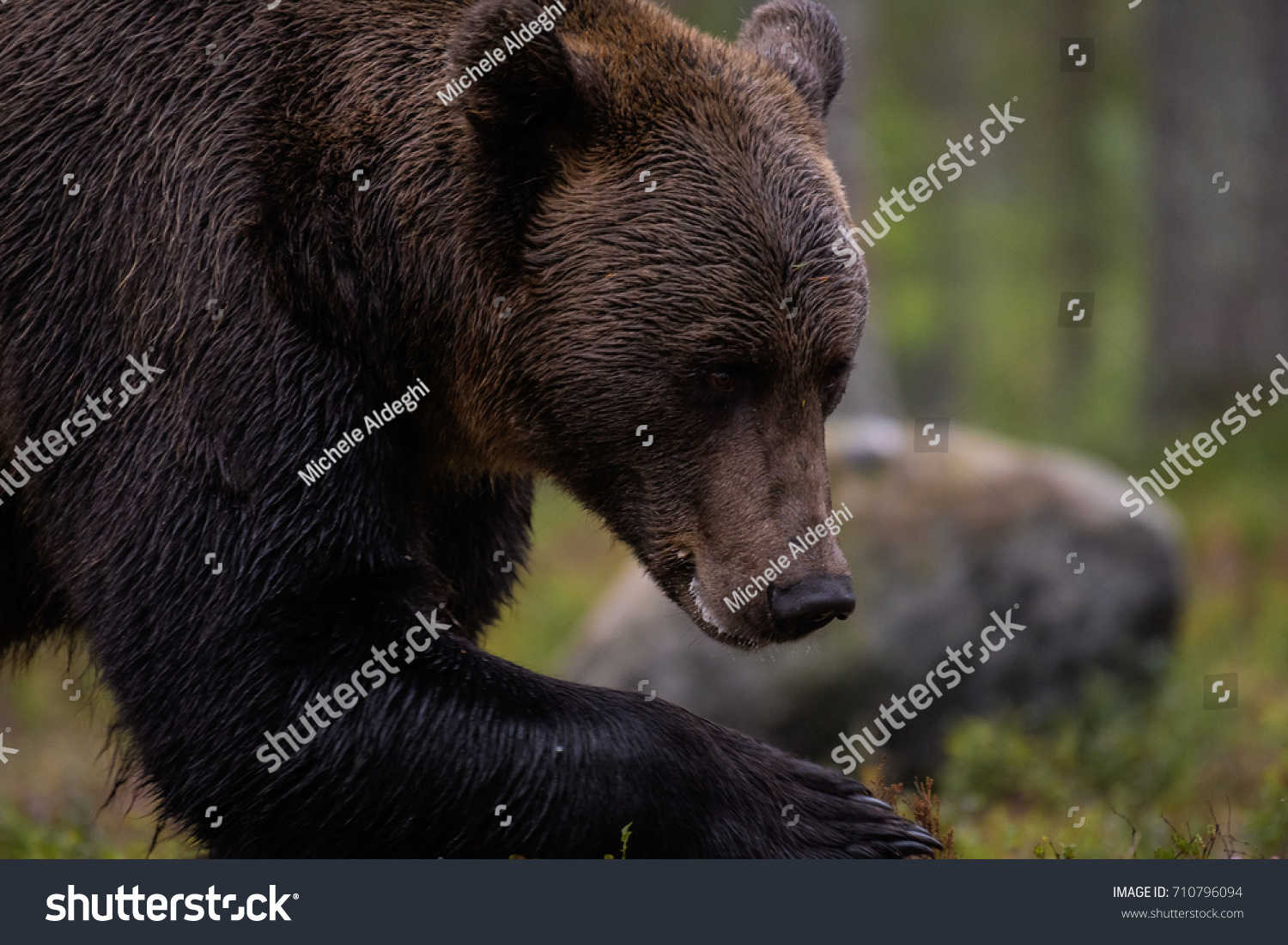 american black bear in taiga