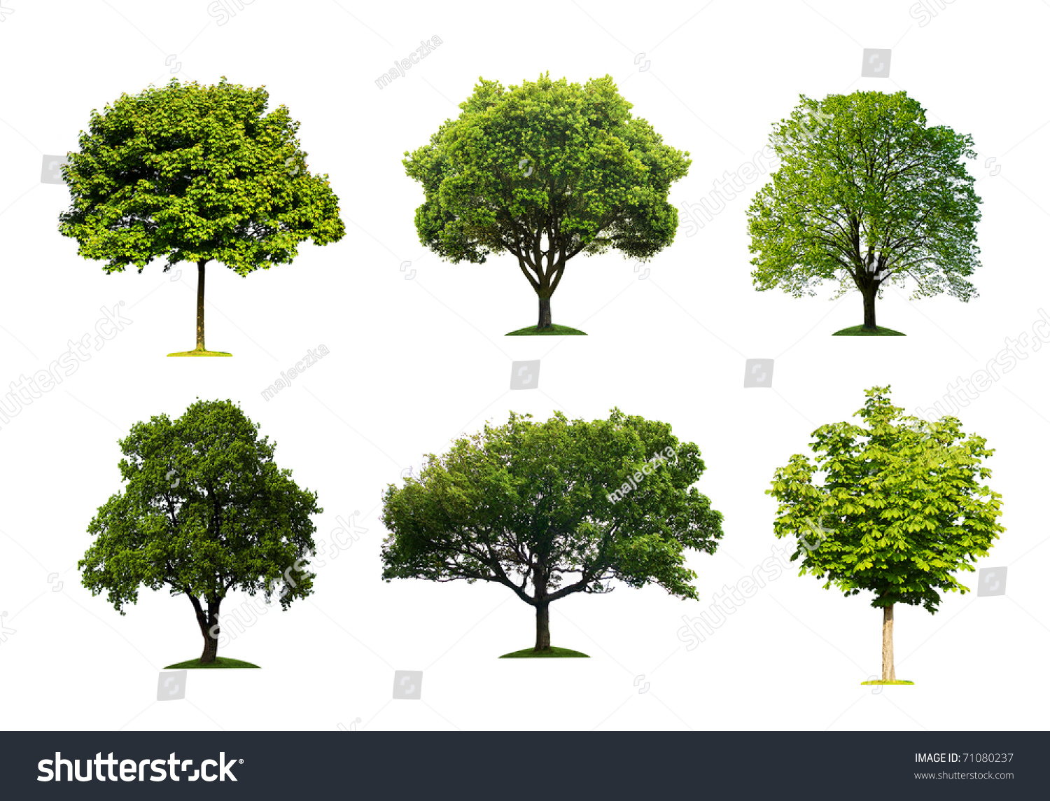 Collection Isolated Summer Tree Stock Photo 71080237 | Shutterstock