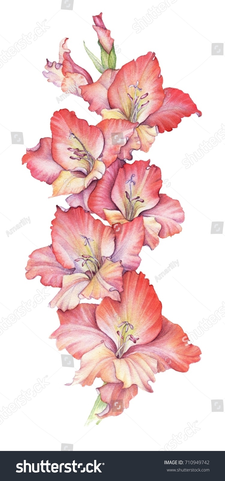 白い紙の背景に水彩赤いグラジオラスの花 のイラスト素材 Shutterstock