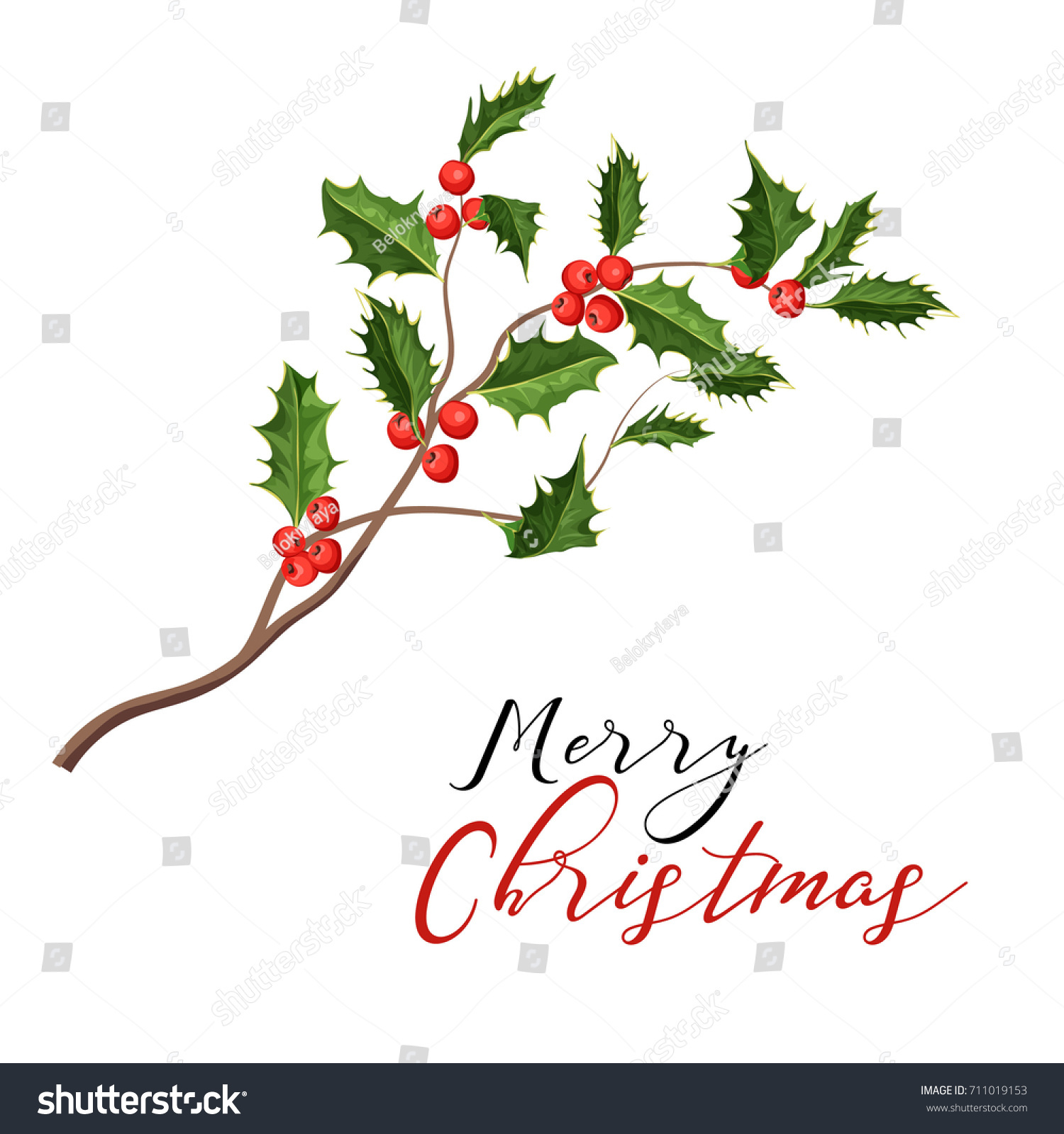 Vector Realistic Hand Drawn Holly Ilex Stock Vector Royalty Free 711019153 Shutterstock 8052