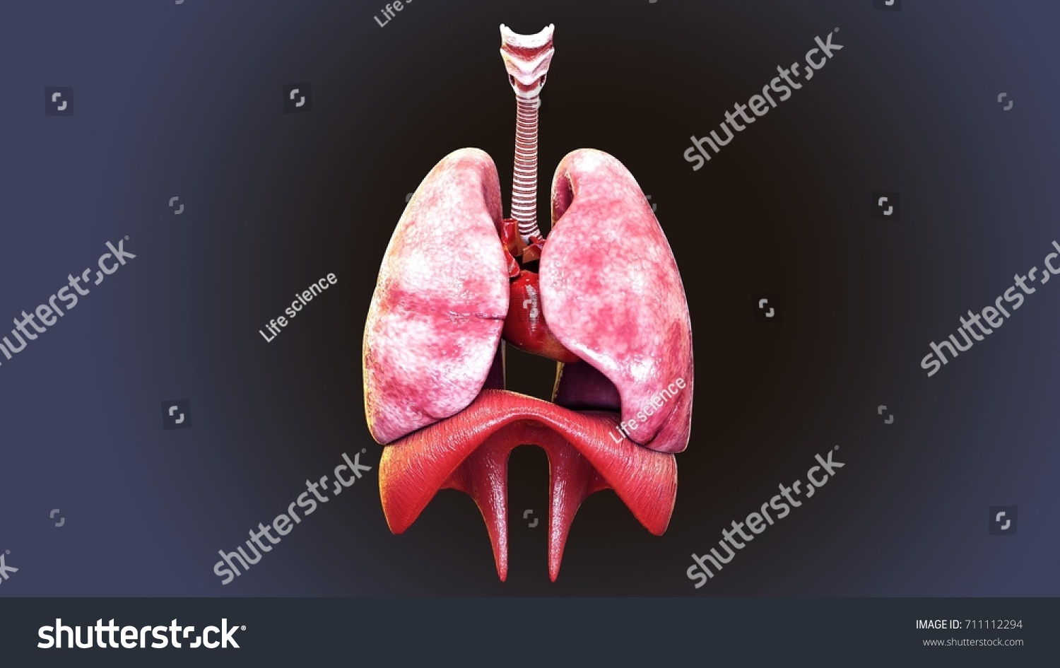 3d Render Human Body Respiratory System Stock Illustration 711112294 ...