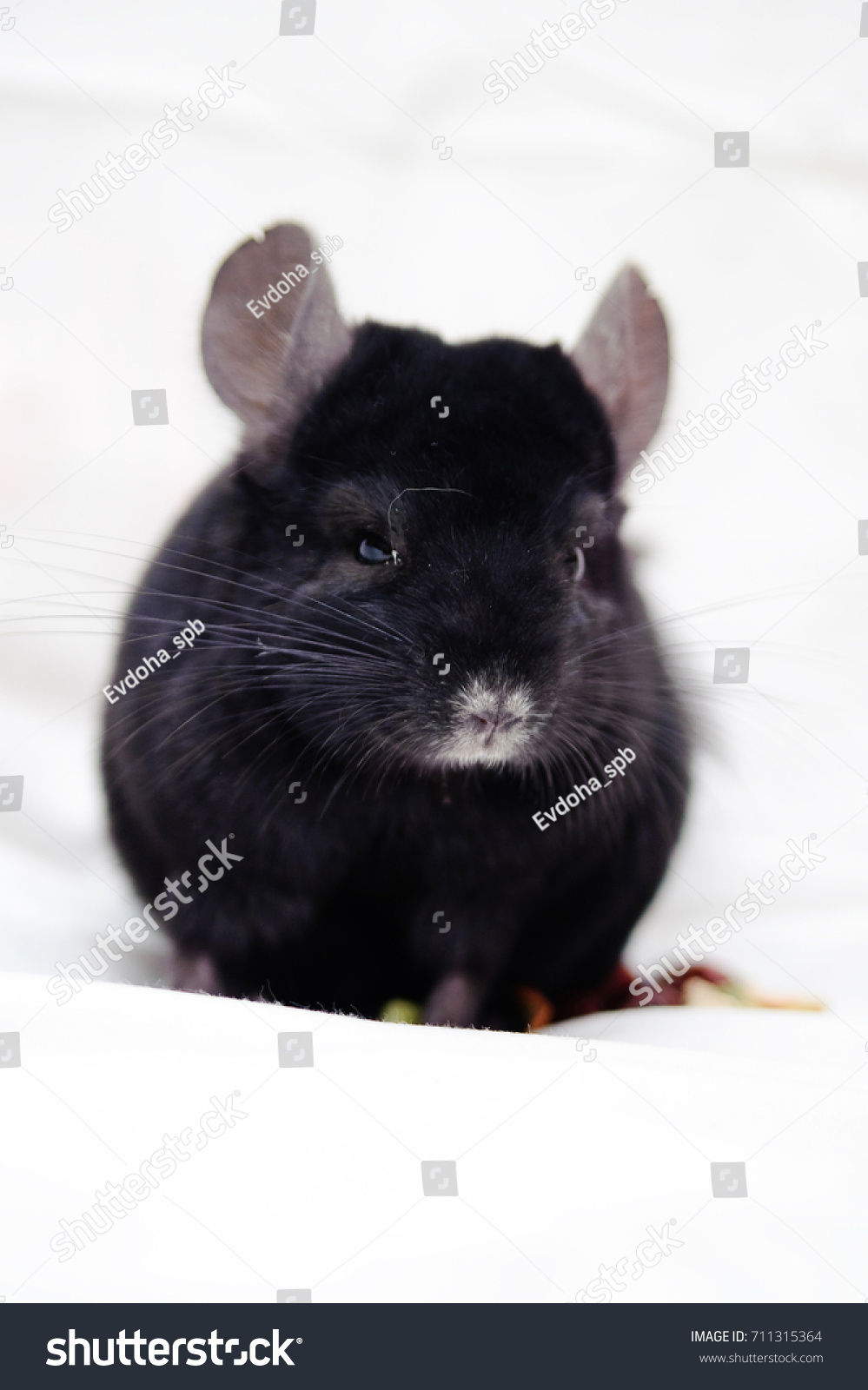 black teddy bear hamster