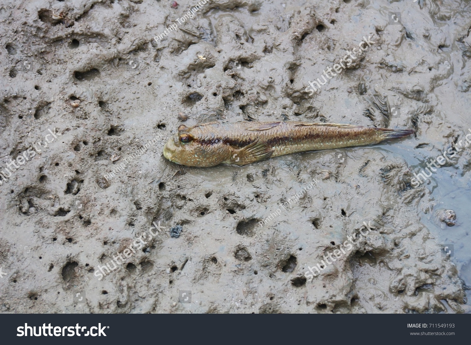 Big Mud Fish Mud Area Stock Photo 711549193 | Shutterstock