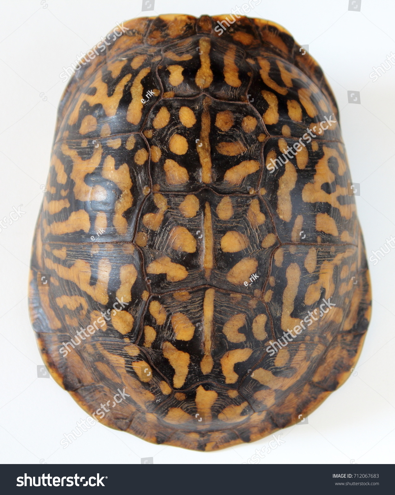 15,496 Black Turtle Shell Images, Stock Photos & Vectors | Shutterstock