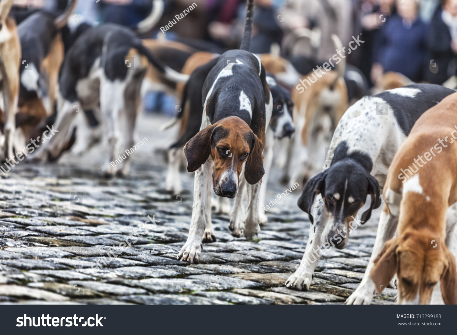 are poitevin hound noisy