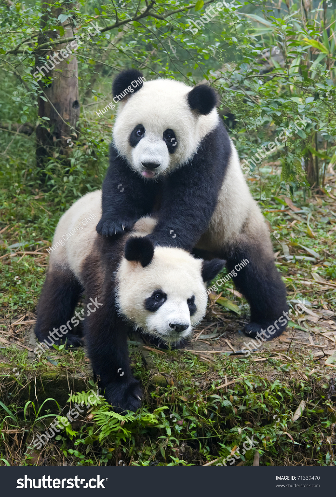 Pandas when. Two Pandas.