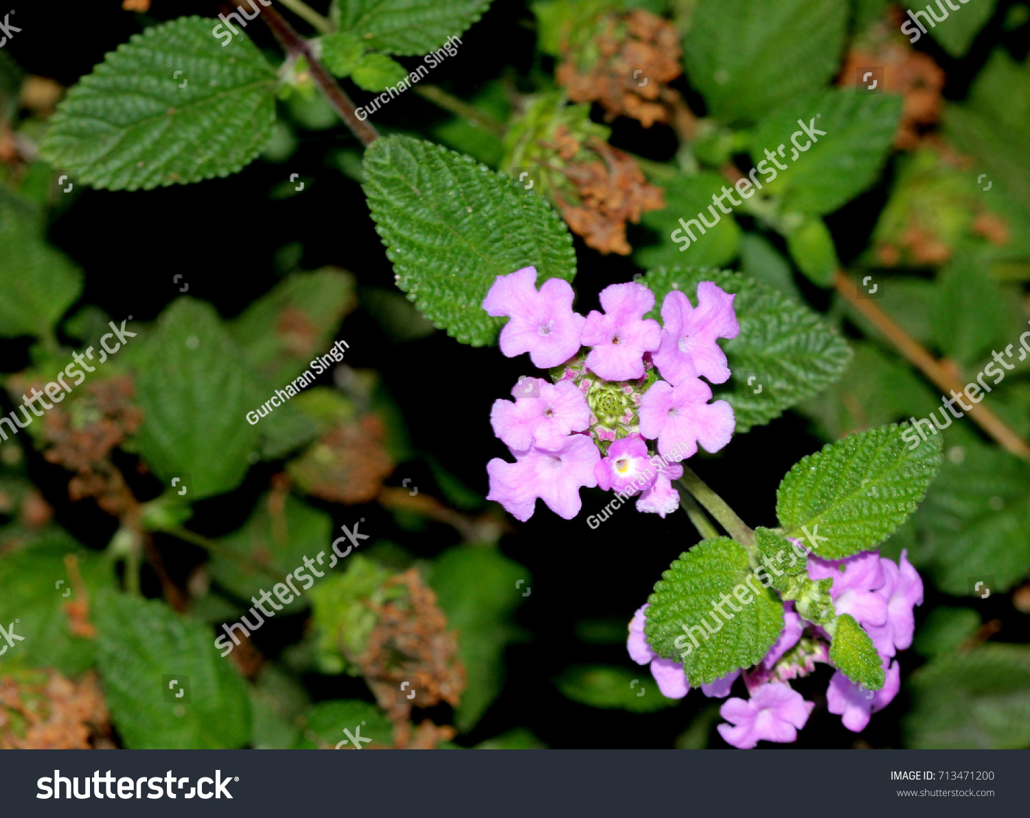 Lantana Montevidensis Trailing Lantana Purple Lantana Stock Photo ...