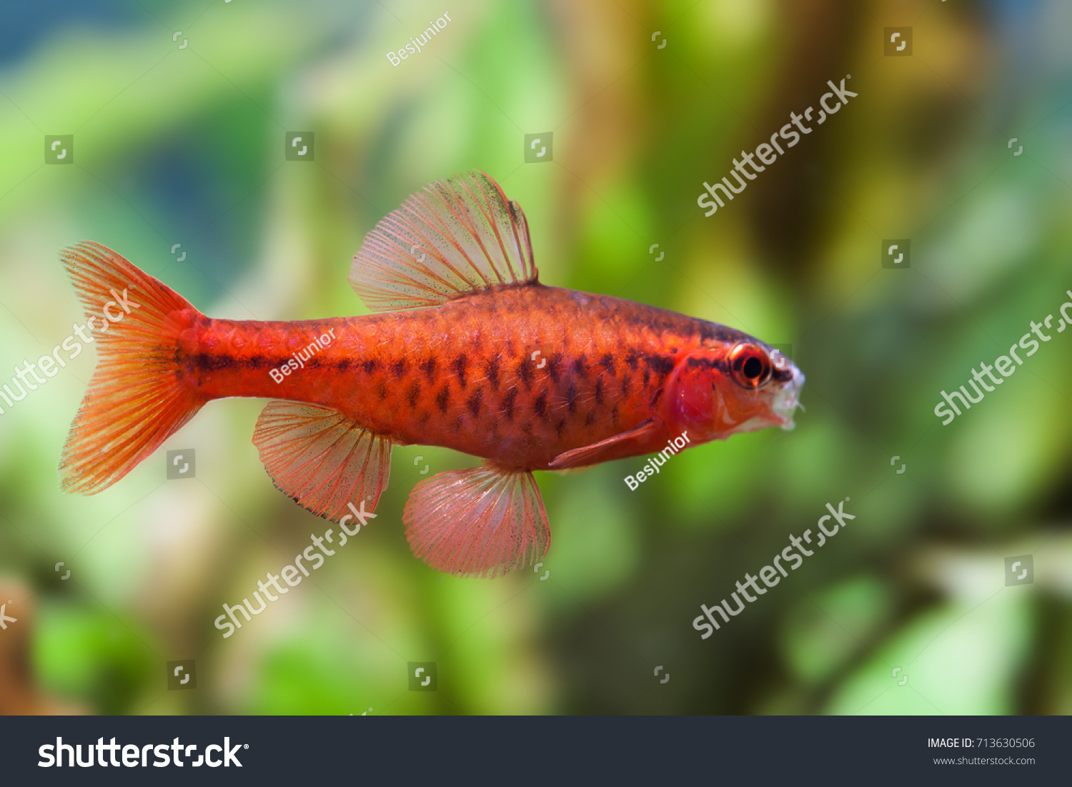 fire ring danio