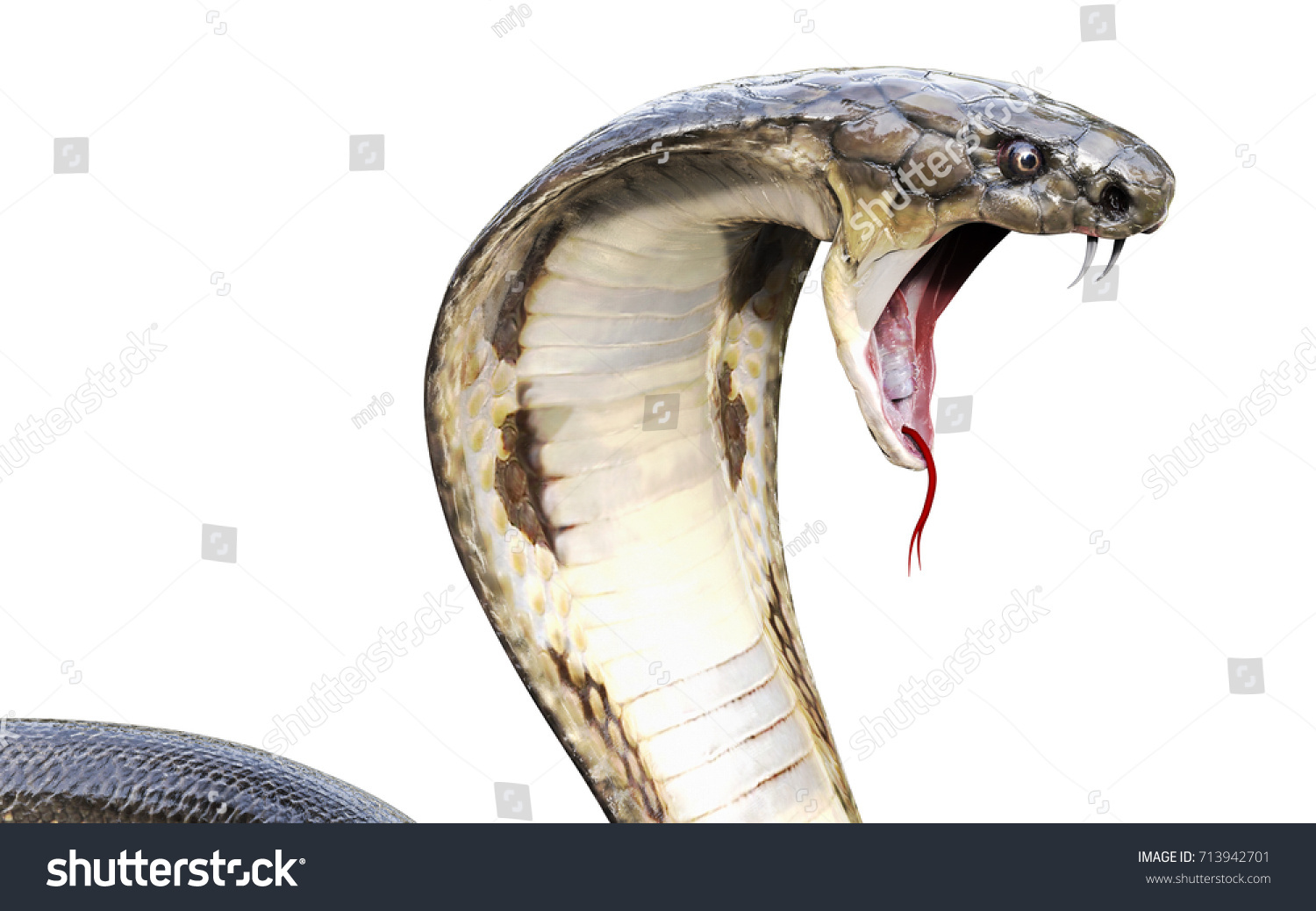 5,520 Scary Cobra Images, Stock Photos & Vectors | Shutterstock