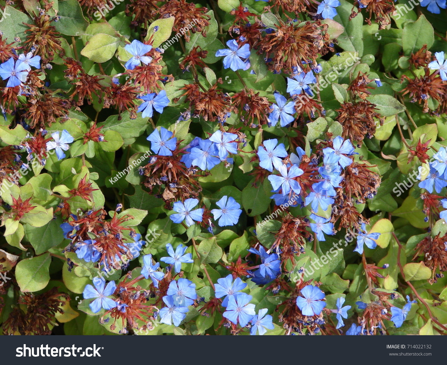 Hardy Plumbago Ceratostigma Plumbaginoides Stock Photo 714022132 ...