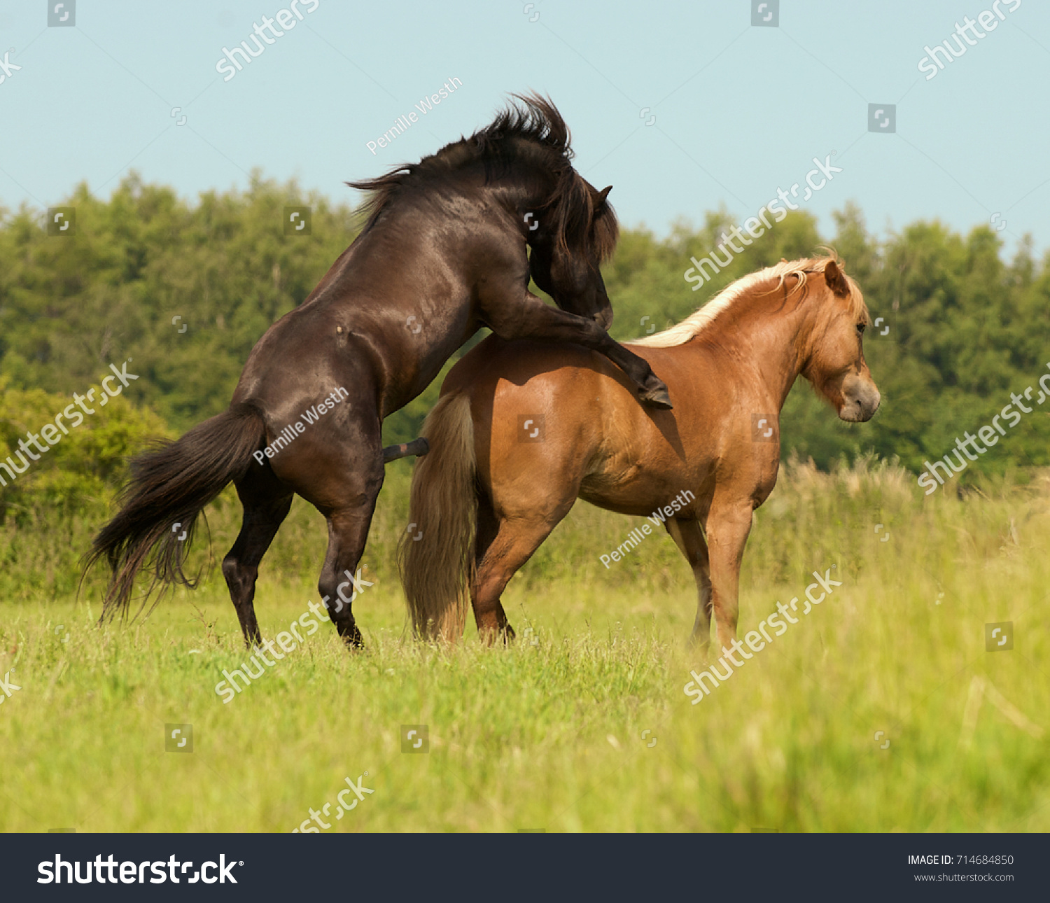 спаривание лошадей крупным планом фото