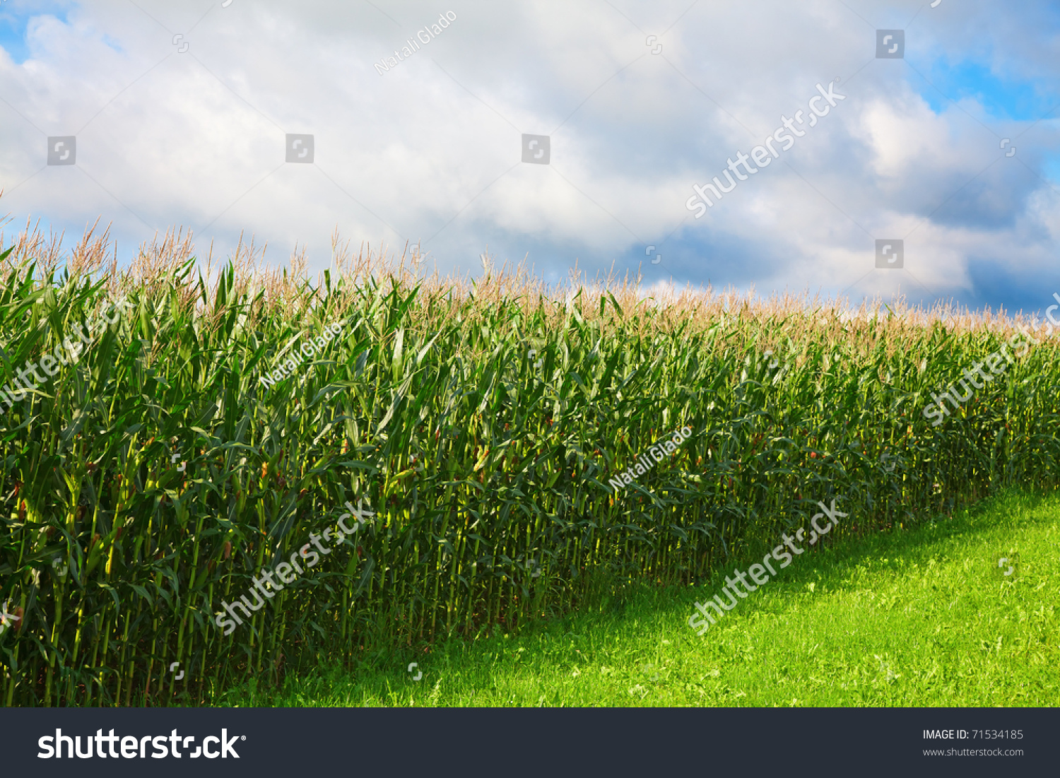 Corn Field Under Cloudy Sky Stock Photo 71534185 | Shutterstock