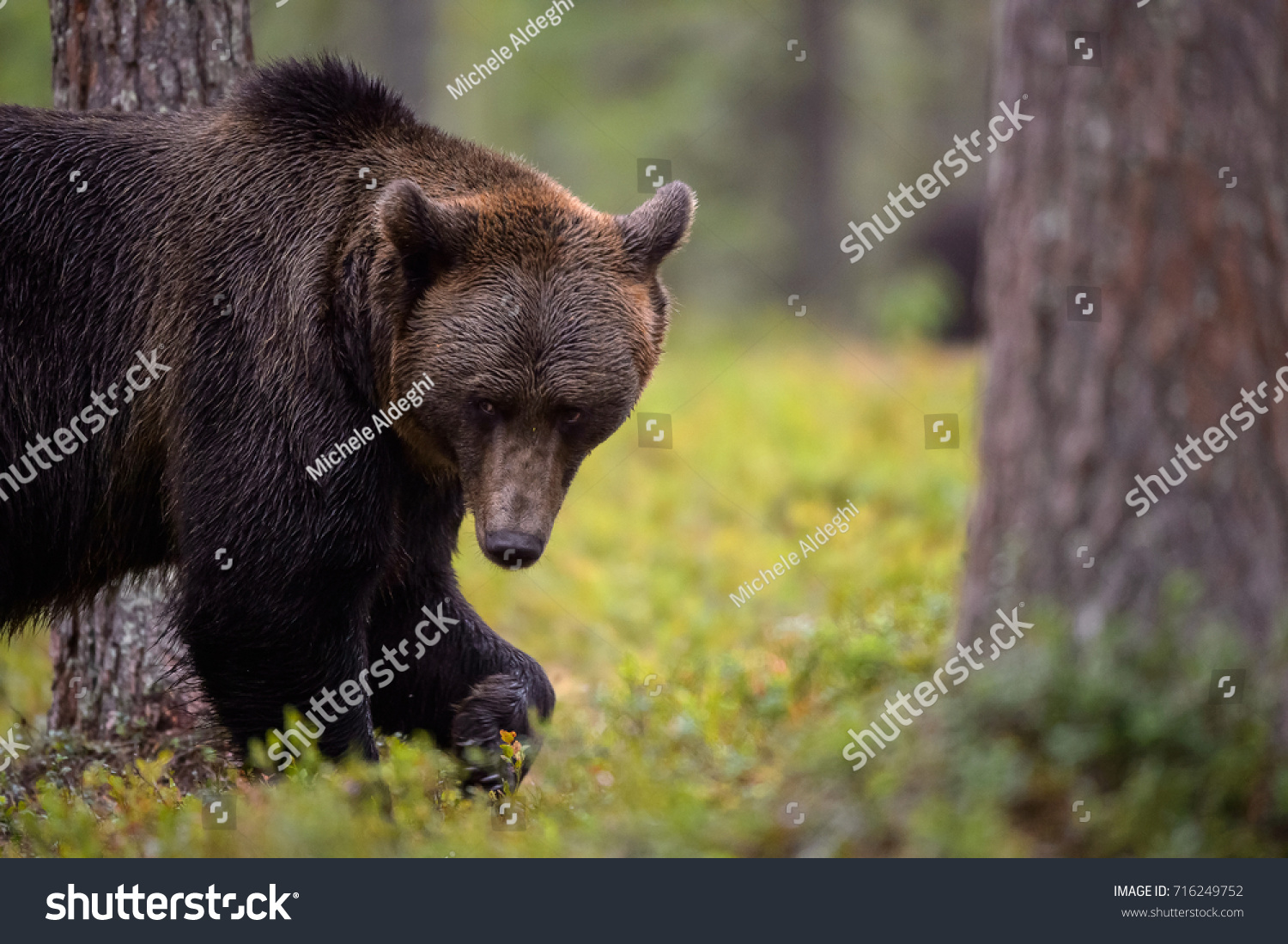 american black bear in taiga