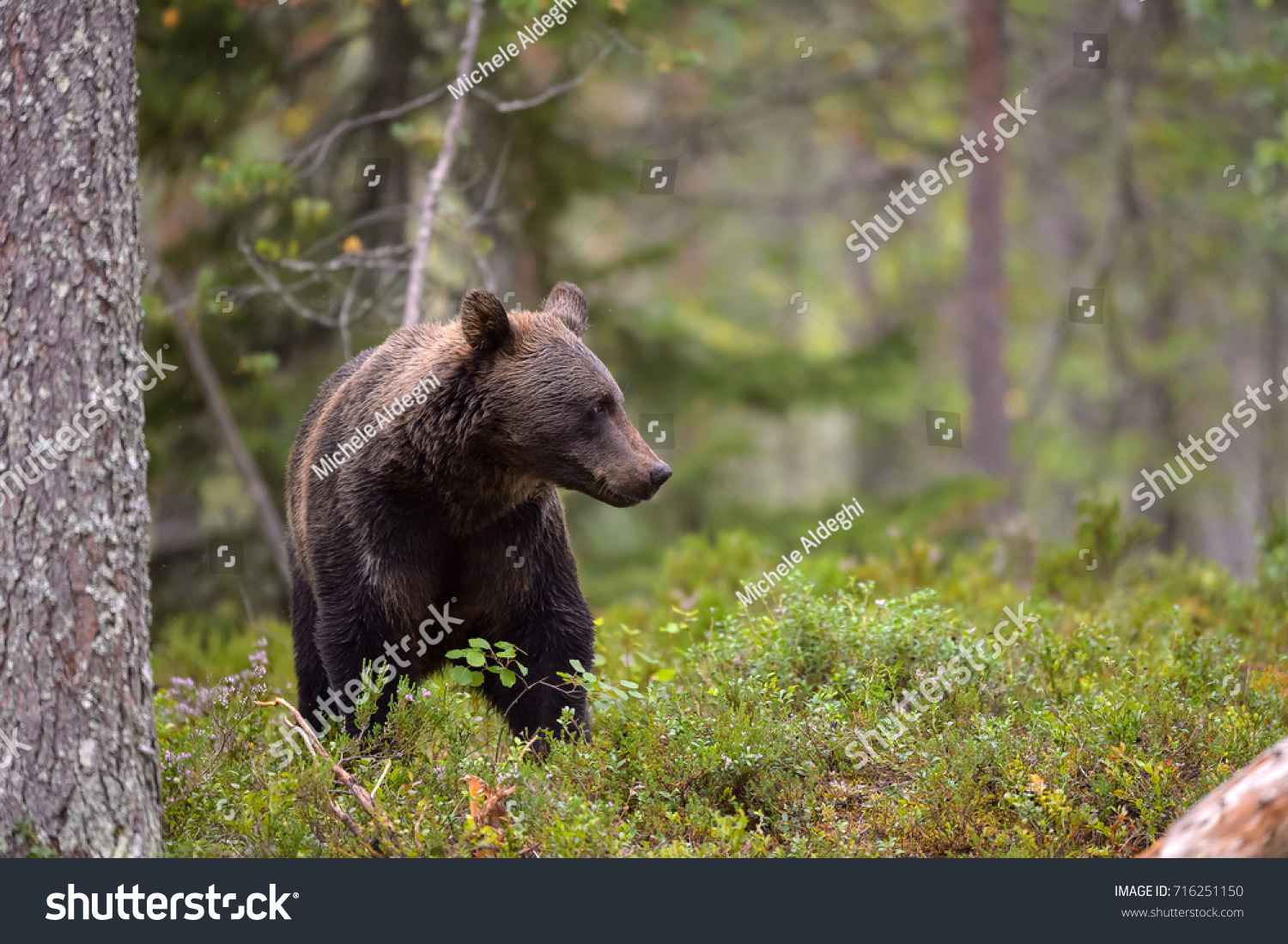 Bear Taiga Forest Stock Photo 716251150 | Shutterstock