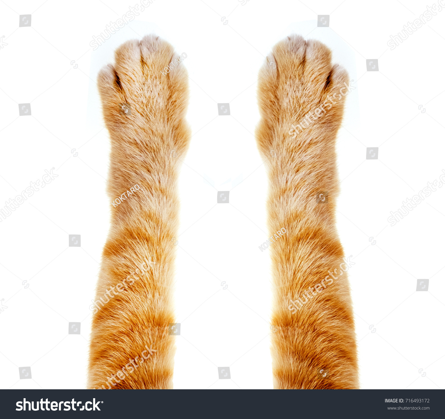 Кошачьей лапы