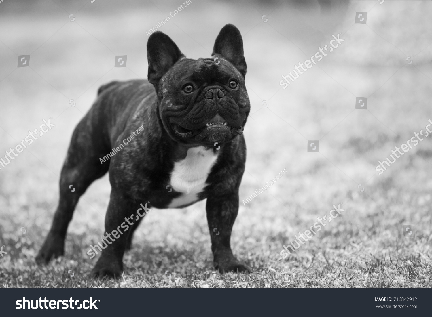 1 My Buddy French Bulldog Images, Stock Photos & Vectors | Shutterstock