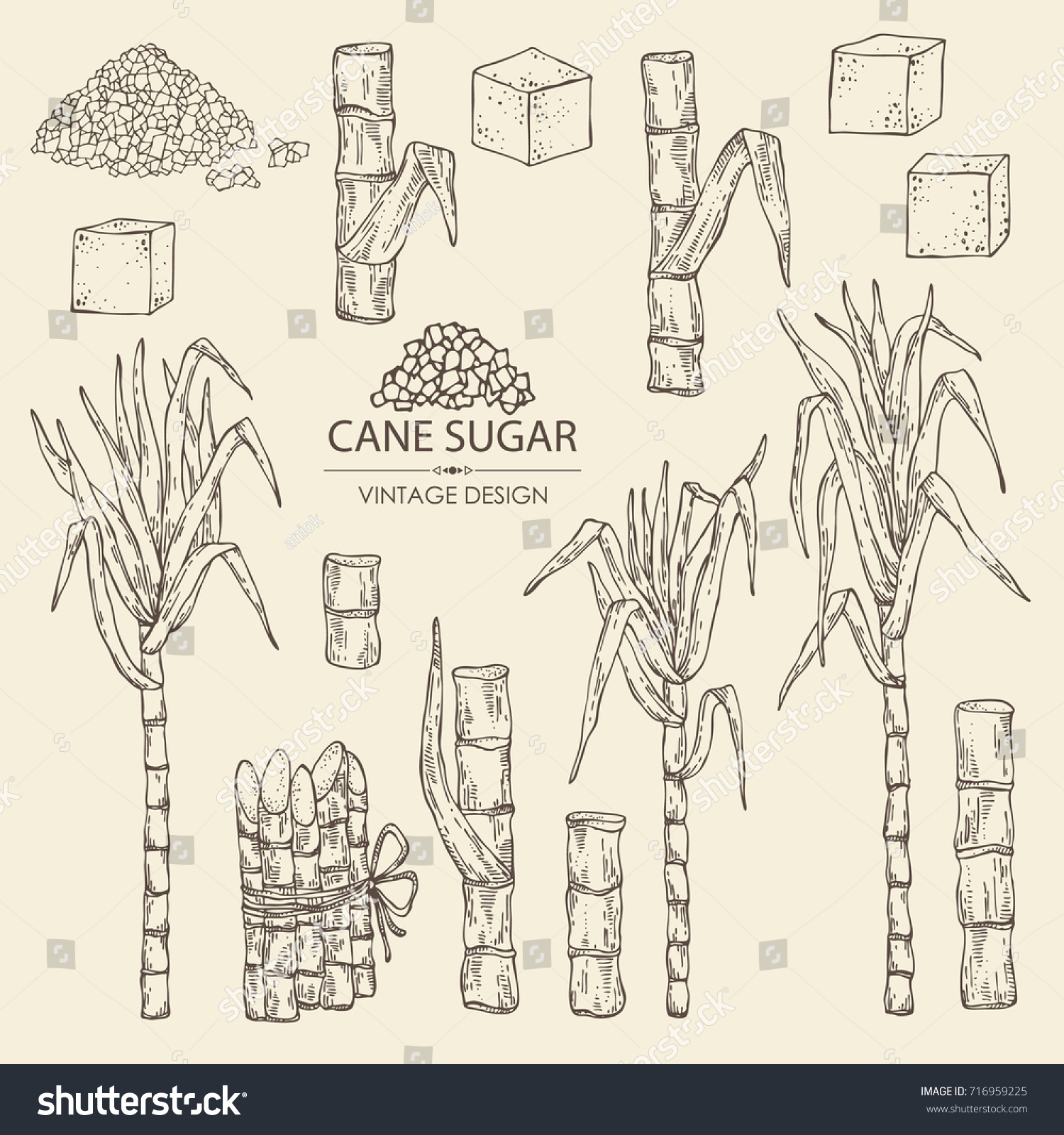 Сахарный тростник рисунок