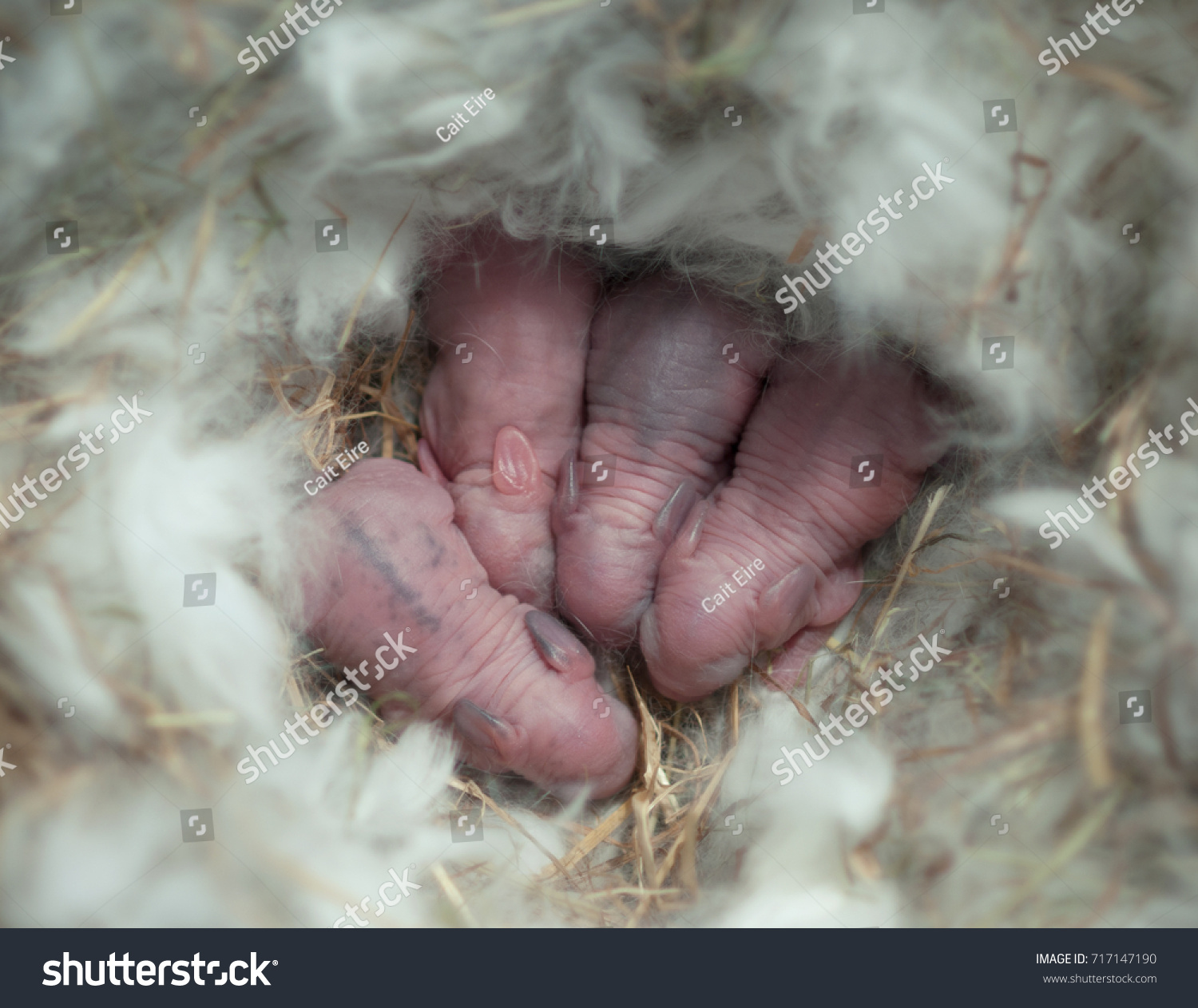 Крольчата Новорожденные
