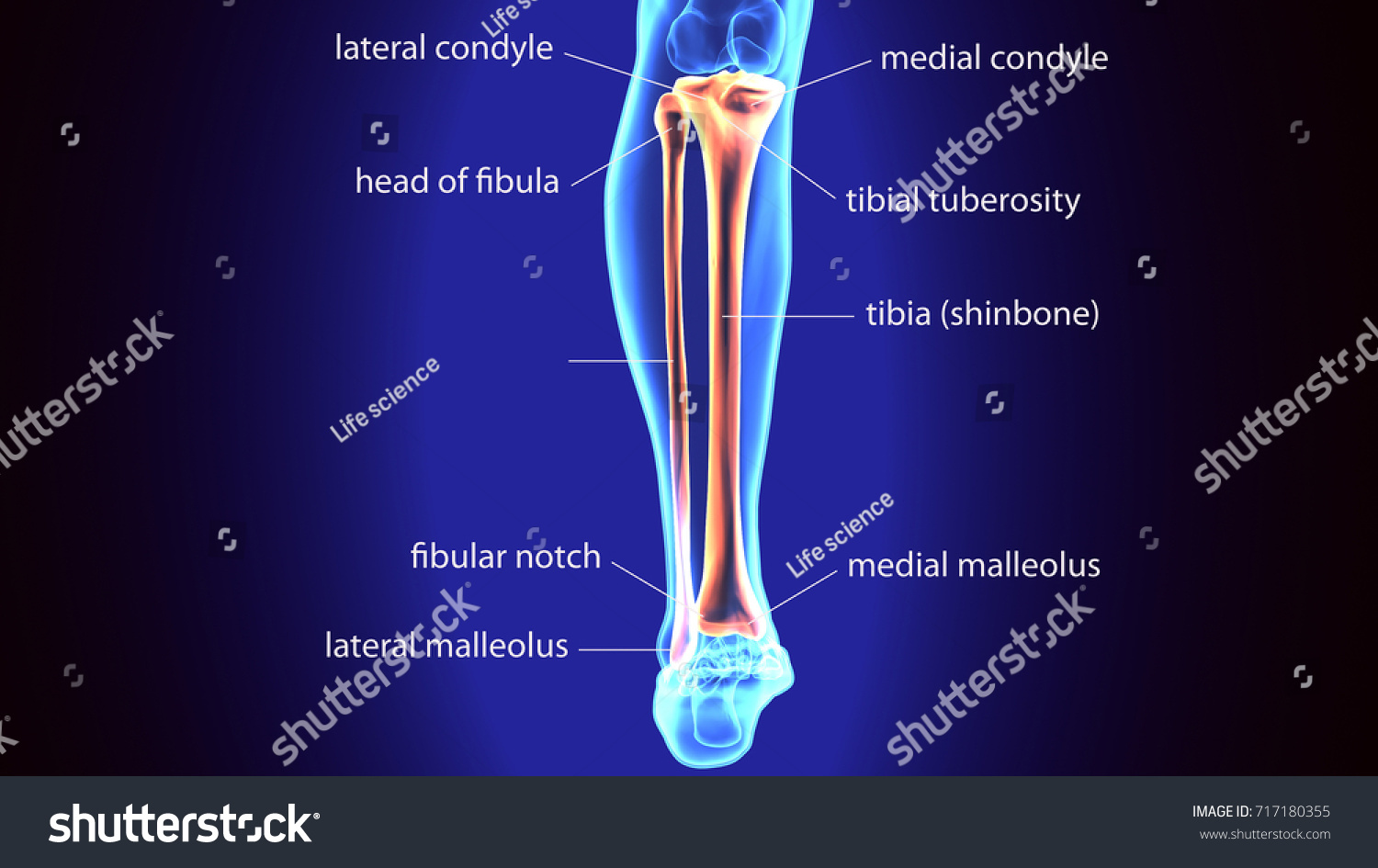 3d Illustration Human Body Tibia Fibula Stock Illustration 717180355 ...