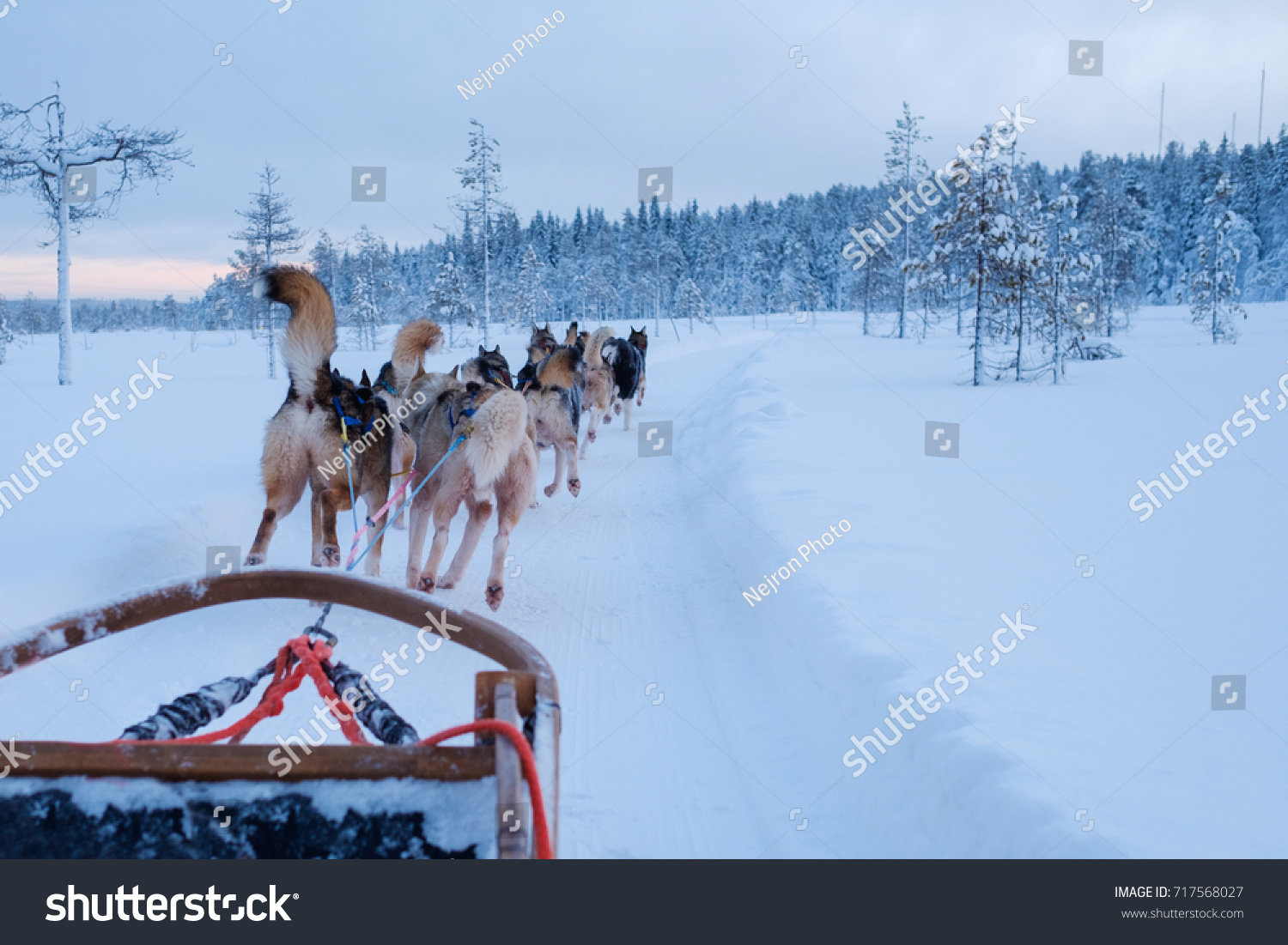 Riding Husky Sledge Lapland Landscape Stock Photo 717568027 | Shutterstock