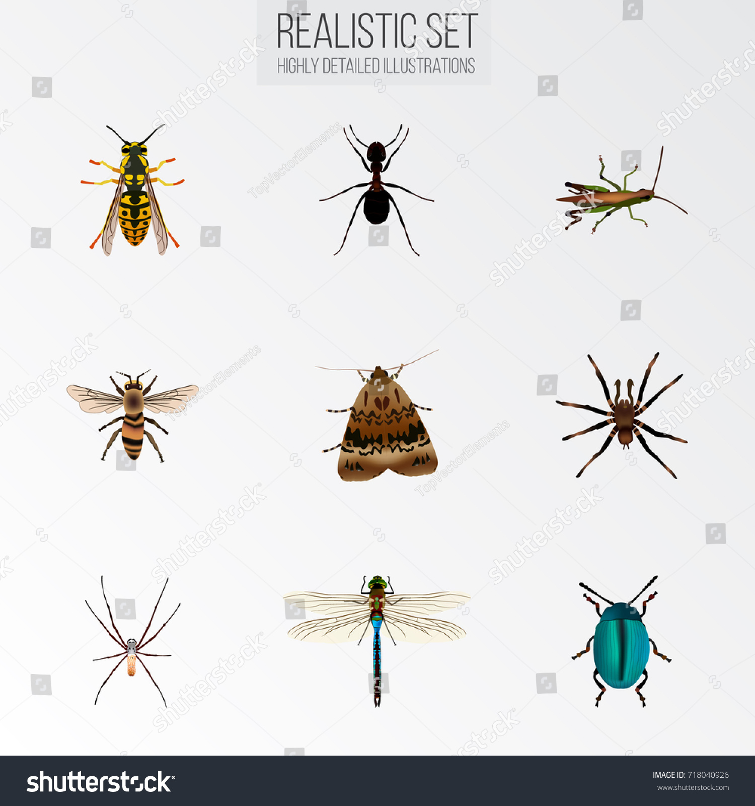 Realistic Arachnid Damselfly Wasp Other Vector Stock Vector (Royalty ...